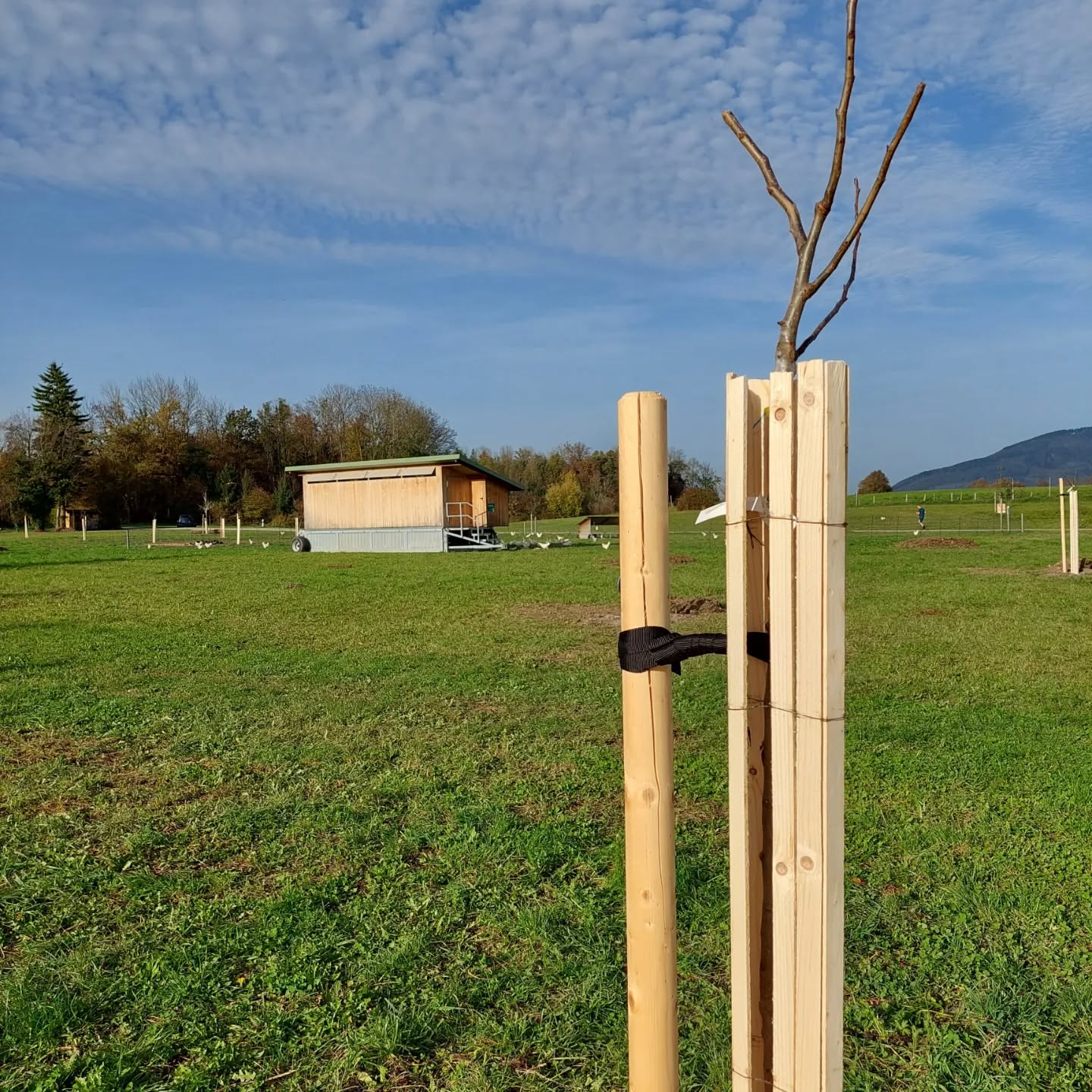 🌳APFEL.BIRNE.BERGE🌳
Alte Obstsorten im Oberbayerischen Alpenvorland.
Mit diesem Biodiversitätsprojekt soll ein wichtiges Stück Heimat erhalten werden. Am gestrigen Samstag wurden mit vielen fleißigen Helfern die ersten 100 Bäume gepflanzt und wir freuen uns ein Teil dieses tollen Projekts zu sein!
Und unsere Hühner? Die kümmern sich ganz natürlich um die Schädlingsbekämpfung 🐓
#Biodiversitätsprojekt #BerchtesgadenerLand #saaldorfsurheim #GemeindeSaaldorfSurheim