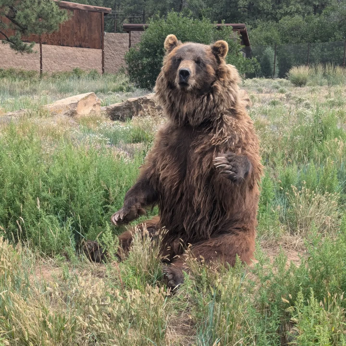 We hope that you all have a beary good day! Princess got some enrichment to move those joints, at 27 years old she knows what she wants and what she is willing to do for our keepers! In the 3rd video you can hear the keeper excited about getting three treats in a row aimed perfectly at that beautiful gob. Princess's new winter coat is starting to come in and her old coat is shedding off. #rmwpark #grizzly #brownbear #Princessthebrownbear #enrichment #stillgotit