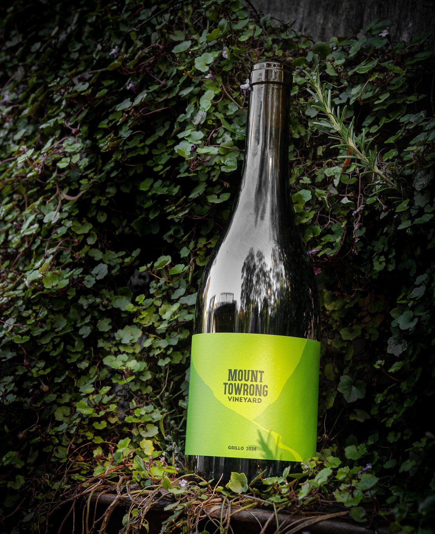 Our 2024 Grillo is a Sicilian white varietal that grows happily in the warm continental climate of Mildura.
Rich and textural with tropical aromatics, golden peach and honeydew, it shows the balance and freshness that make this wine so distinctive.
Available now at the cellar door and online.
.
.
.
.
.
.
#mountowrongvineyard #mounttowrong #macedonranges #macedonrangesnaturallycool #mounttmacedon #daylesfordmacedonranges #victoriatourism #visitmacedonranges #wandervictoria #explorevictoria #visitmelbourne #everybitdifferent #victorianwine #macedonrangeswine #melbournefoodie #macedonrangesfoodie #grillo #sicilianwine