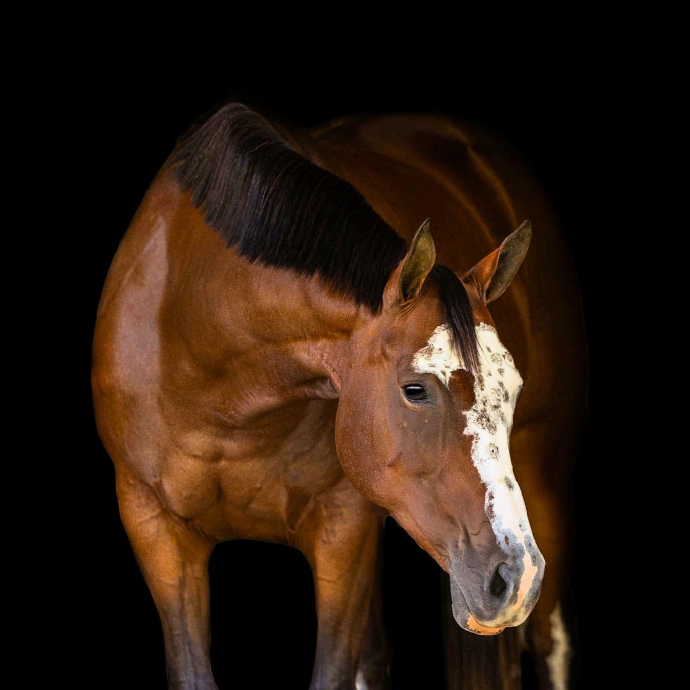 Pebbles, a @kelmacsaddleclub icon