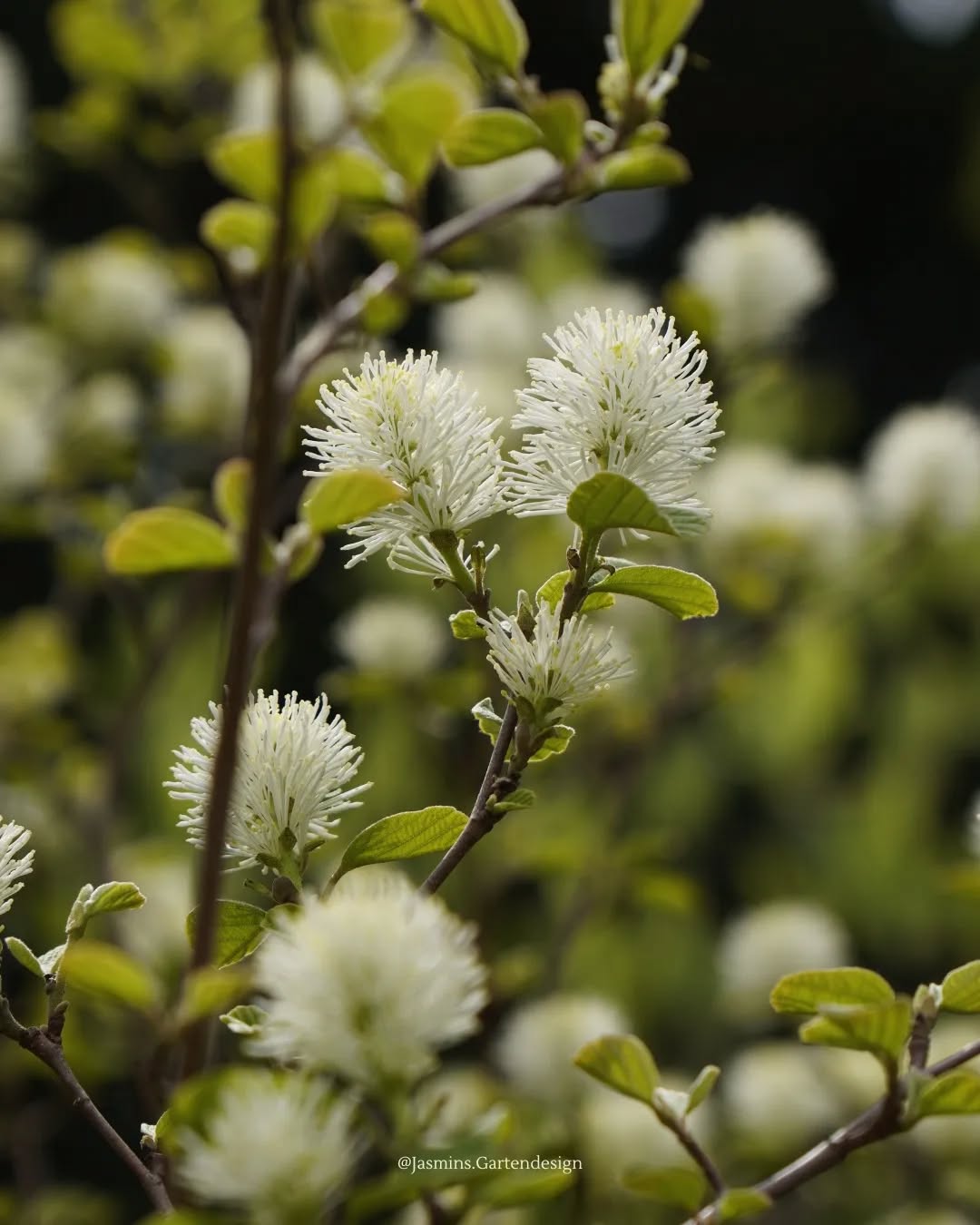 🌱 PFLANZENTIPP 🌱 hoher Federbuschstrauch (lat. Fothergilla major)
Fakten:
• kleiner rundlicher Strauch
• weiße Blüten im Mai, duften nach
Honig
• sonniger bis halbschattiger Standort
• sandige/ durchlässige Böden,
kalkmeidend, frisch
• kräftige gelb- rote Herbstfärbung
• bis ca. 2m Wuchshöhe
• perfekt als Solitärstrauch z.B an der
Terrasse
.
.
.
.
.
.
.
.
.
.
.
.
.
.
.
.
.
.
.
#Landschaftsarchitektur #landschaftsfotografie #Landschaftsgestaltung #landscapephotography #landscapedesign #photography #Gartengestaltung #gardendesign #garteninspo #gartenjournal #gartenfotografie #gartenplanung #gartenblog #gartenkonzepte #gartenbau #pflanzkonzepte #pflanzenfotografie #pflanzencommunity #pflanzenverwendung #gehölzeimgarten #eigenheimundgarten #Hausgartenplanung #hausbau #grünanlagen #grünoase #grünerwohnen #grünimgarten