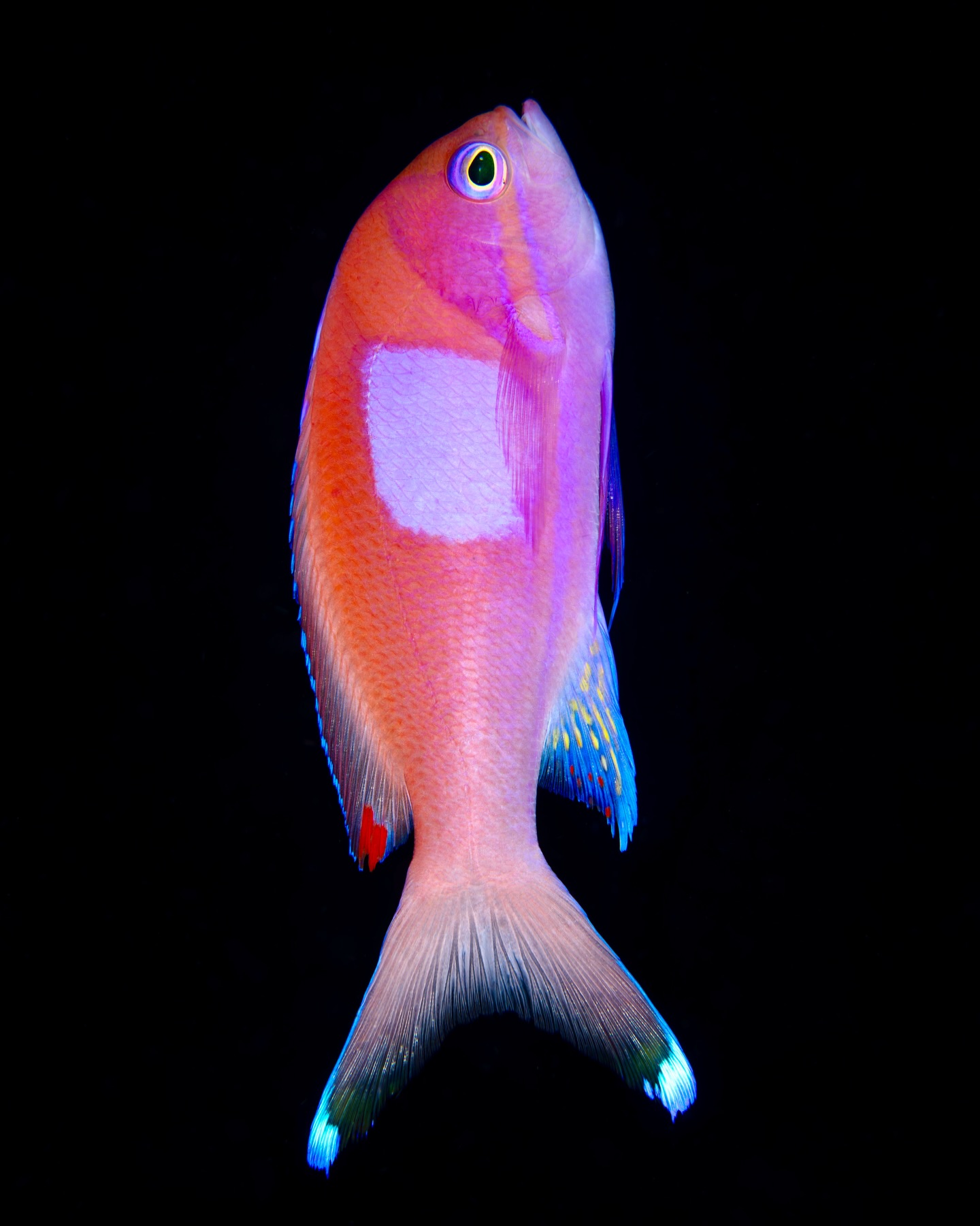 Meandering through the remote reefs of West Papua is always a privilege, from teeny tiny pygmy seahorses to giant whale sharks. The vibrant reefs teem with life!
On expedition with @expeditionbiru
#oceans #expeditions #diving #adventure