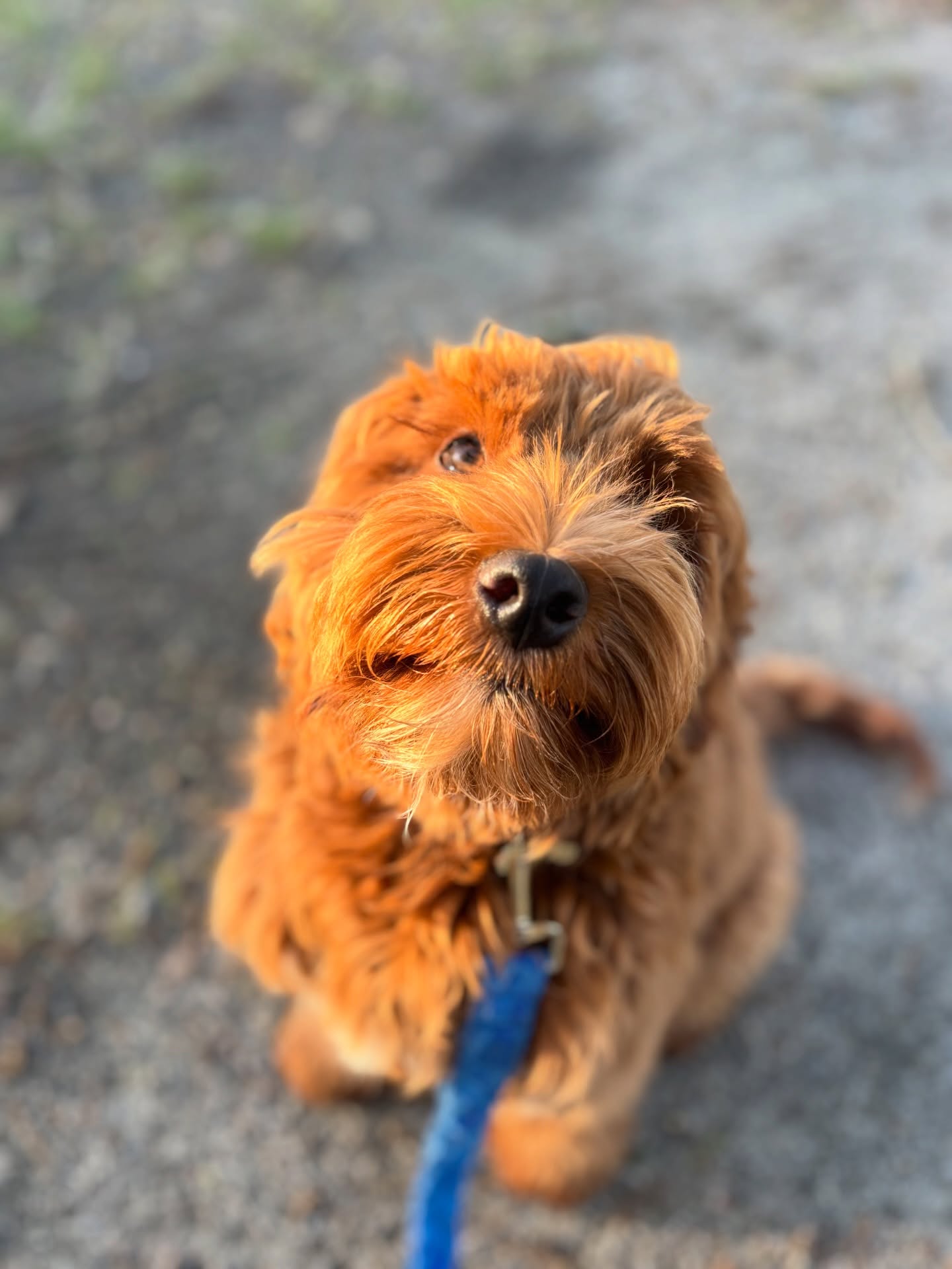 Got a new puppy? The first 3 things we teach every dog — save this for later. 👇🐾
1. Sit. The foundation of everything. A dog who sits on command is a dog you can manage in any situation.
2. Name recognition. Before any other command, your pup needs to know their name means “look at me.” Build that attention first.
3. Leash manners. Walks should be enjoyable — for both of you. Starting loose-leash training early saves a lot of shoulder pain later. 😅
🐾tag a friend with a new puppy