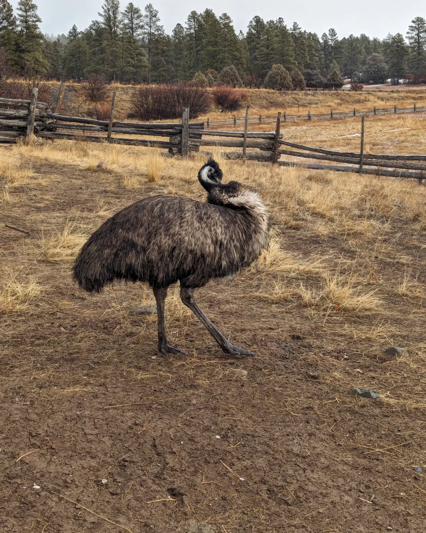 The bears may all be hibernating, but everyone else is awake and feisty and sharing their winter coat. We will be closed on Christmas, but join us any other day at 2:00 p.m. for our daily feeding tour! #rmwpark #emu #porcupine #elk #nigeriandwarfgoats #coyote #fox #wolves #bobcat