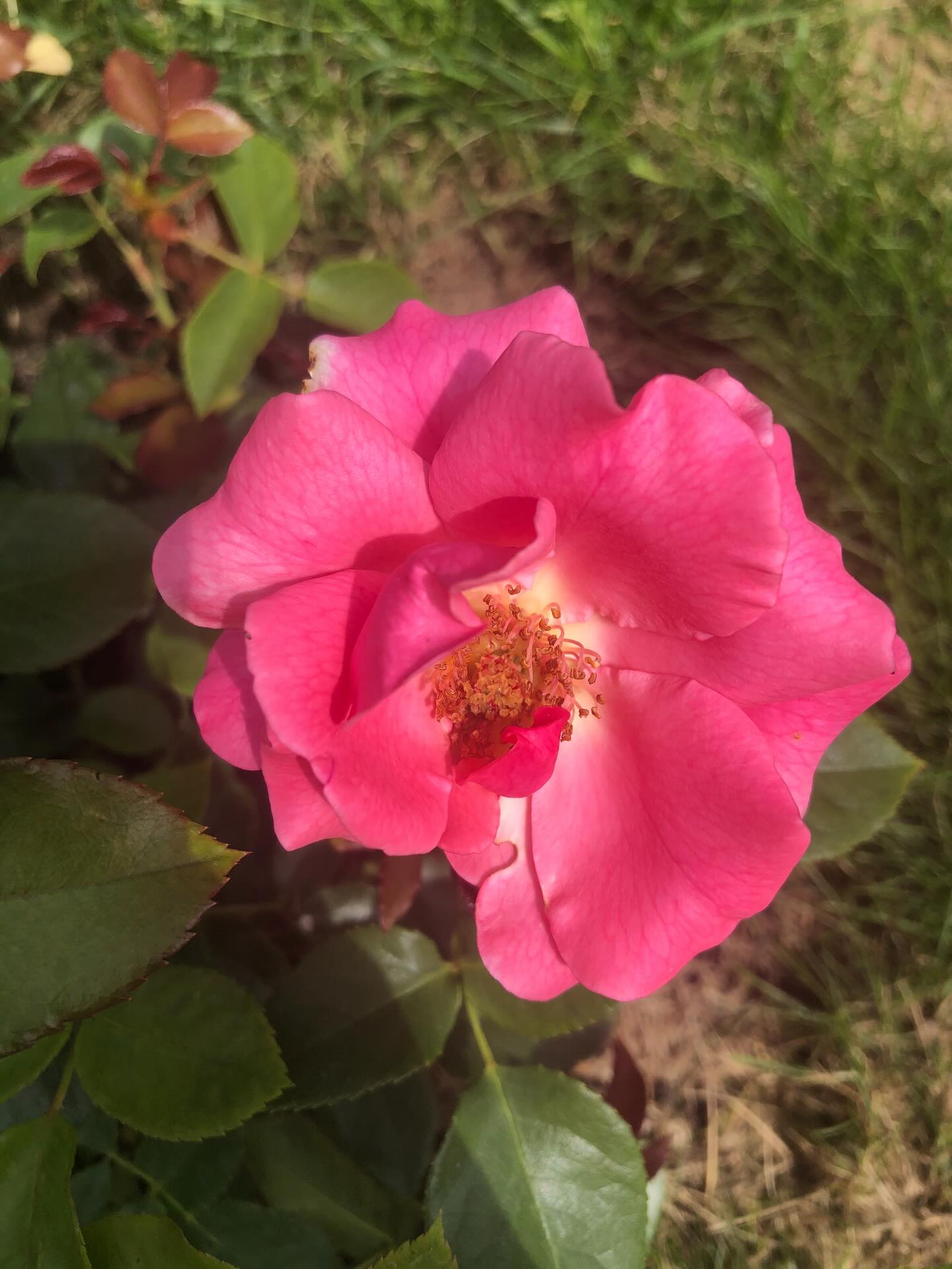 🌹 THE POWER OF ROSE OIL 🌹
Rose oil is not just skincare…
it’s frequency, intention, and ancient beauty wisdom bottled.
It takes thousands of petals to create a single drop —
which is why your skin instantly recognizes its value.
⸻
✨ FOR YOUR SKIN
Rose oil works with your skin, not against it.
• Calms inflammation + redness
• Deeply hydrates and restores glow
• Supports collagen + elasticity
• Helps fade scars + uneven tone
• Balances oil production
The result?
Soft, radiant, naturally luminous skin.
⸻
💗 FOR YOUR ENERGY
Rose carries one of the highest vibrations in nature.
It soothes the nervous system, opens the heart,
and gently brings you back into alignment.
This is why rose doesn’t just make you look good…
it makes you feel different.
Softer. Open. Magnetic.
⸻
🌹 WHY WE USE IT
At Urban Witches, every ingredient is chosen with intention.
Rose aligns with our philosophy:
beauty that heals, elevates, and awakens.
This is not just skincare —
it’s a ritual of self-love and feminine power.
⸻
✨ You don’t chase beauty… you embody it.
#UrbanWitches #RoseOil #HighVibrationBeauty #NaturalSkincare #DivineFeminine