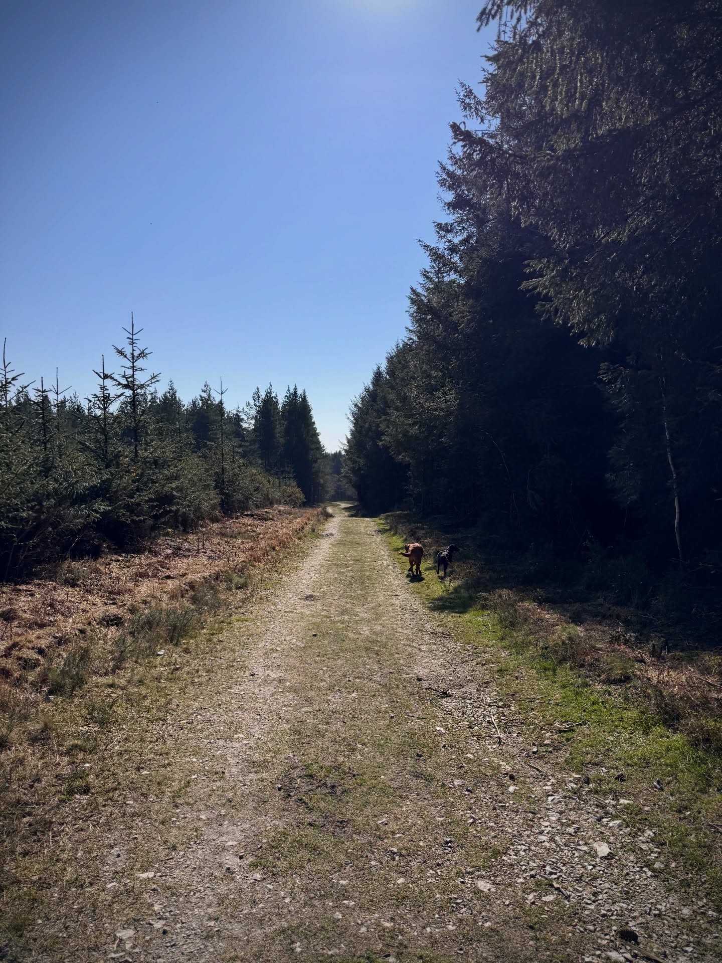 Another beautiful day in the forest 🌳