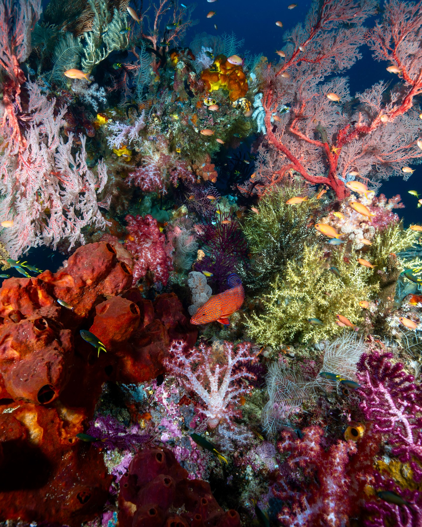 Coral reef ecosystems are one of the most beautiful parts of our planet!
Our recent expedition took us to West Papua, where we dived among some of the most biodiverse reefs on Earth.
Most of this regions visited are protected by marine parks, where reefs thrive with abundant fish life and vibrant coral gardens.
This is a critical chapter to make sure we are doing everything possible to protect these sensitive ecosystems!
A world without thriving reefs is a scary prospect!
🌀
If you have visited - then you know what I’m talking about and if not consider joining one of our future expedition with @expeditionbiru
⛵️@ilike_liveaboard_indonesia
#coralreefs #protectwhatyoulove #oceans #diving