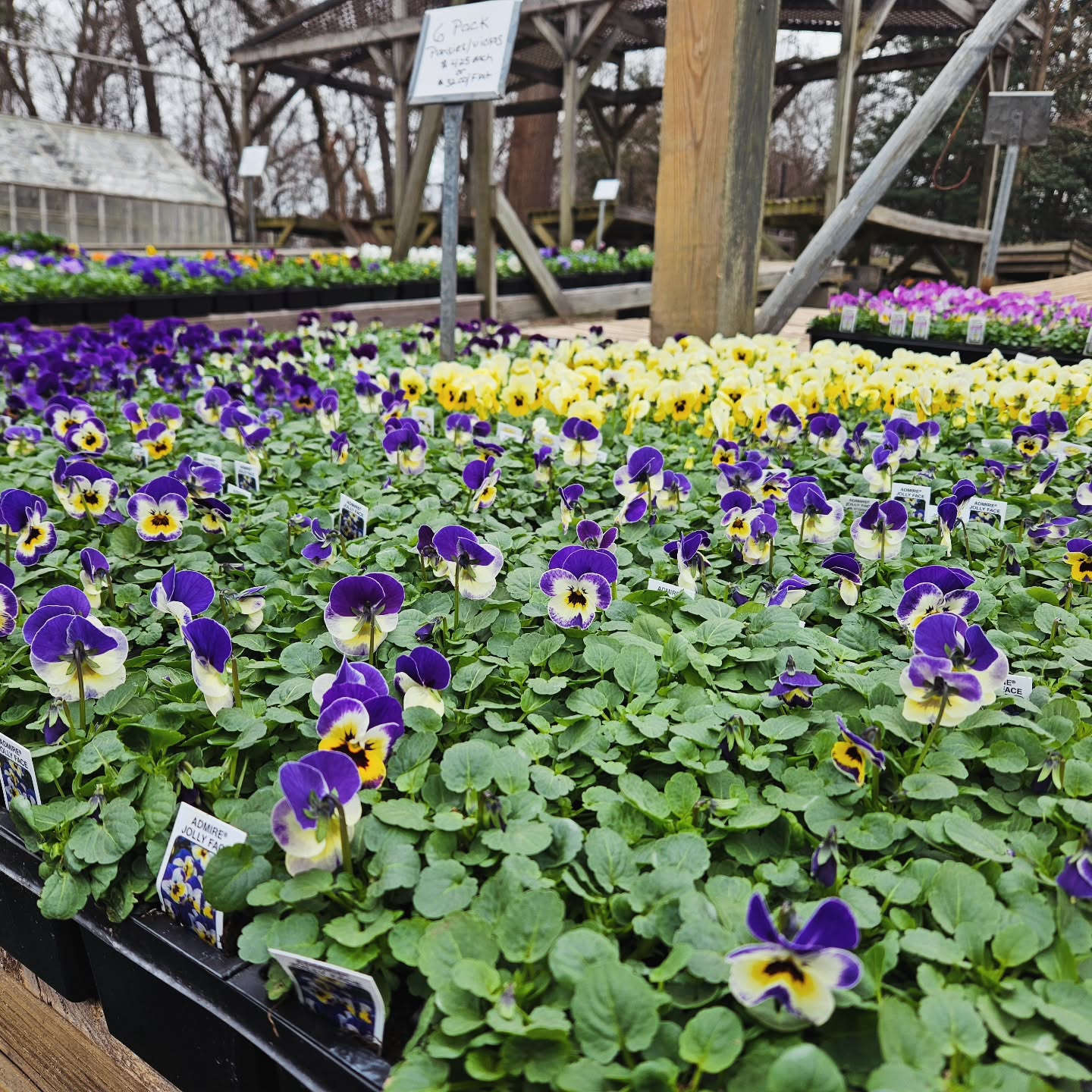 It might not be feeling very spring- like, but it is starting to look like spring at Colonial Gardens! Stop in to get your fix today!
Open Monday- Saturday 9am-5pm
#colonialgardens #gardencenter #springflowers🌸 #smallbusiness #fairfieldcounty