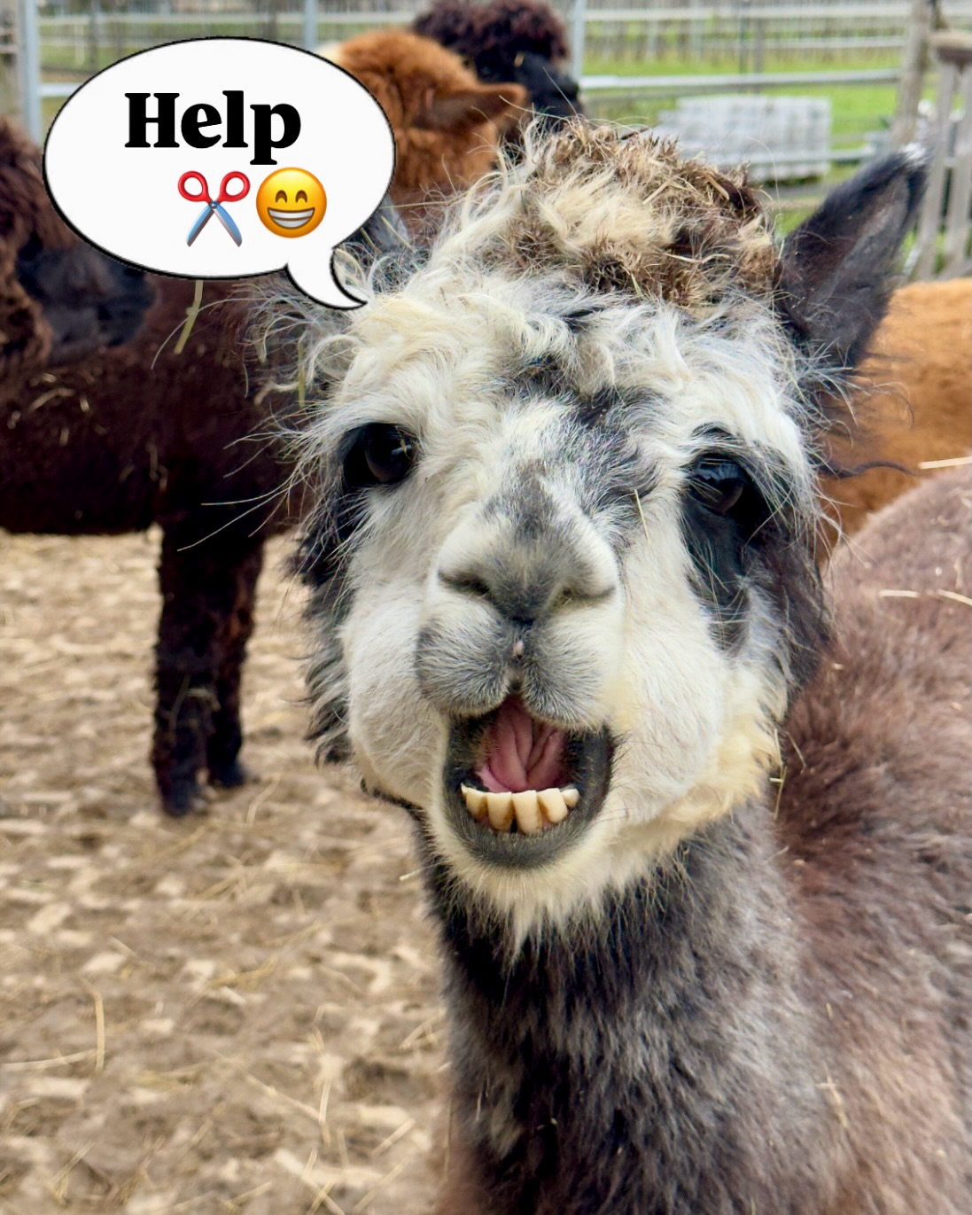 ✂️
Sodele, jetzt hatte ich den Salat 😁
Wer am Wochenende ein Tauchbad in den Kletten nimmt, muss anschließend zum Friseur!
😁
Aber jetzt mal im Ernst ☝️
Ist doch schick, meine neue Frühlingsfrisur🫶
Ja, ja. Wer den Schaden hat, spottet jeder Beschreibung 😅
Meine Empfehlung, Freunde:
🫵🏼 meidet Kletten! 😅
Beste Grüße aus dem sonnigen Selztal,
🦙 Hugo 🫶
#alpakas #lamas #esel #frühling #wandernmachtglücklich