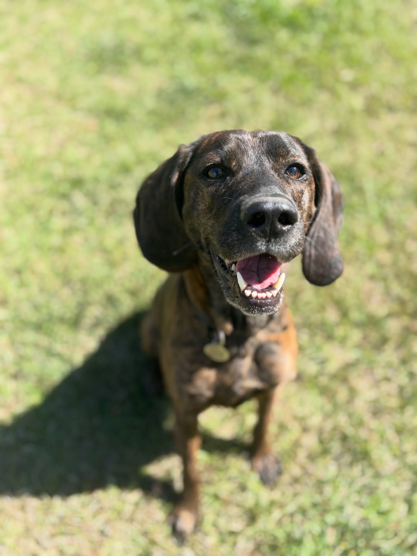 This girl used to treat “sit” as a suggestion. Now look at her. Beaming. Proud. Probably thinking about treats.
If your dog is also “selectively listening,” we can help!
#dogsofsavannah #coonhoundlove #dogtraining