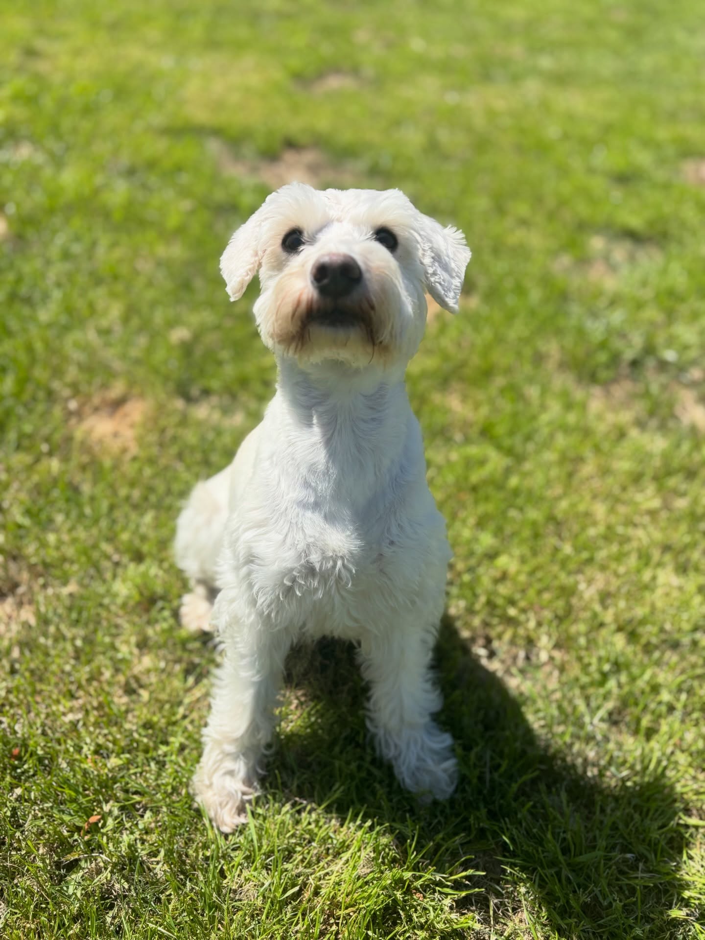 The biggest myth in dog training: “my dog knows better — they’re just being stubborn.”
We hear this all the time. And almost every time, it’s not stubbornness. It’s 3 mistakes the owner doesn’t know they’re making. Save this. 👇
1️⃣
Inconsistent cues. If “come” sometimes means dinner and sometimes means bath time, your dog isn’t ignoring you — they’re just doing the math.
2️⃣
Rewarding too late. Dogs connect reward to whatever they’re doing at that exact moment. Timing is everything — even a 2-second delay teaches the wrong thing.
3️⃣
Sessions that go too long. More time doesn’t mean more learning. A focused 5 minutes will always beat a frustrated 30.
Fix these three things and you’ll be amazed at what your dog can do. 🐾 Want help? Link in bio.
#HappyHounds #DogTrainingTips #DogMyths #dogtrainingadvice