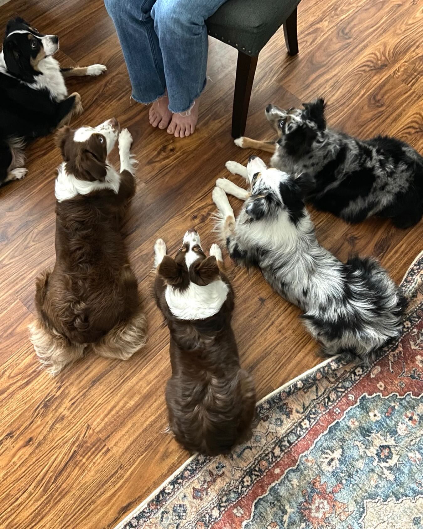 This is what Aussie focus looks like. 👀
And it is one of the biggest reasons they need more than just physical exercise. Aussies are naturally wired to watch, think, anticipate, and engage. 🧠 That intense focus is part of what makes them so smart, trainable, and connected.
But it also means you need to give that brain somewhere to go. Training, routines, problem-solving, games, and intentional interaction are not extras with this breed… they are part of raising a well-balanced Aussie.
That focus is a gift. 🎁
Use it well, and you’ll have a dog that is not just busy — but deeply connected to you. 🥰🙌🏼🐾. Don’t…. And well, you’ll have a very naughty dog. 😜
.
.
.
#miniaussiepuppy #raisingminiaussies #aussietraining #aussietrainingtips #puppyengagement