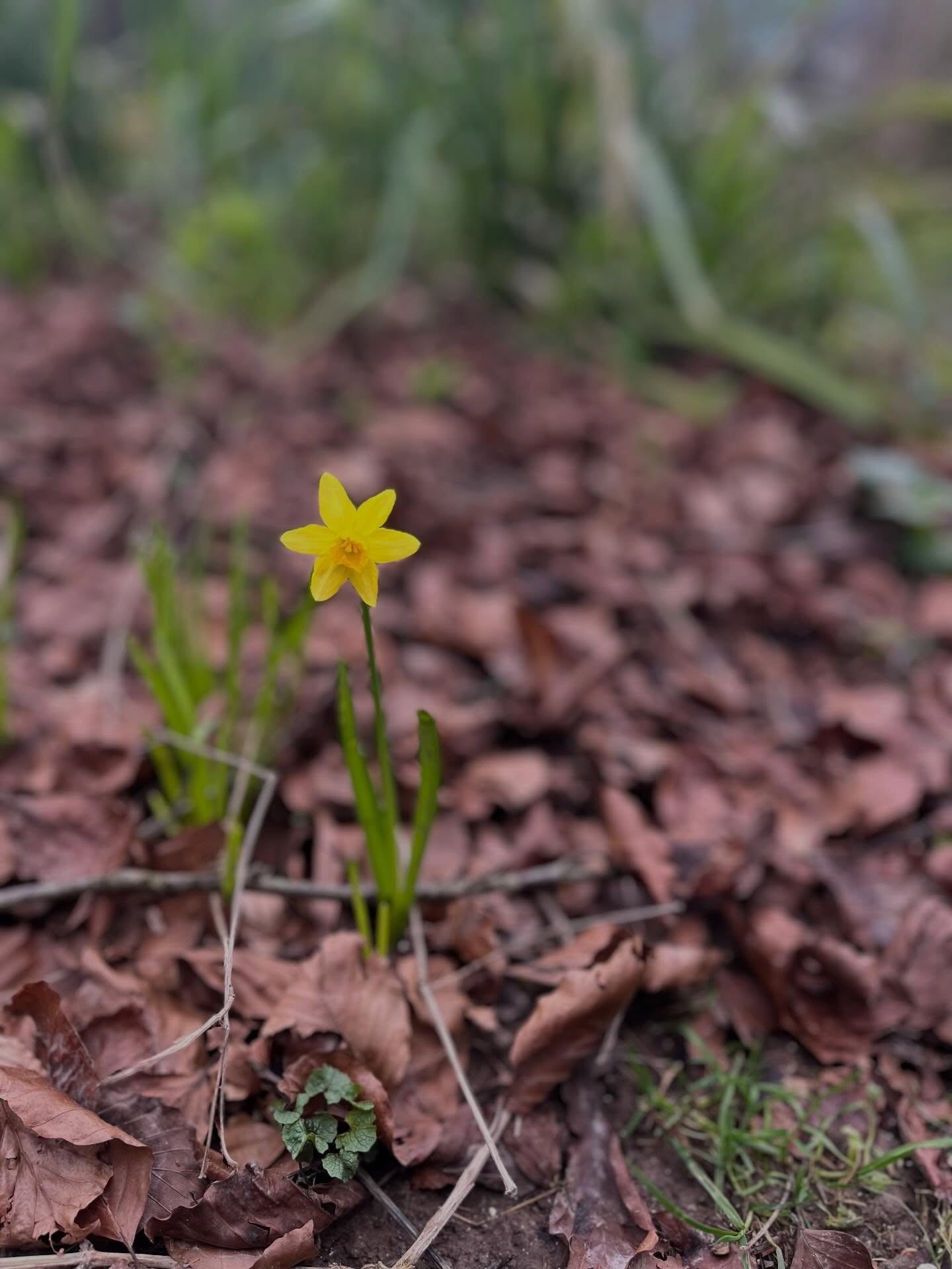 spring equinox blessings dear ones
from green fire flames flickering
from yellow budded ones bursting open
from the sweet smells & scents of this season
and from the depths of this new moon
things finding their form
taking their shape
new life emerging
from the decay & crumbling cracks of the old
whilst early morning sunshine
offers us light, warmth
reminding us of something long forgotten
supporting this shift
from late winter
of the grey, wet & heavy
how might we me doing or feeling the same?
how might we be finding the form
of our buds opening
of new projects, energies, dynamics, relationships
how might these be emerging
from the death & composting of the old
re-writing the old stories
weaving in the new
re-constellating in to our new shapes
of here, now and of this time
to pause, appreciate, absorb, admire
to play with this light born out of the dark
a gift that can feel extra sweet
after the depth of our years descent perhaps
so today honouring you spring
you utterly glorious creature
and the majesty of you reflect in all of us
and so us in you
today and all of your days
🌱 ☀️ 🌱
#nature #natureconnection #ecopsychology #ecotherapy #springequinox
