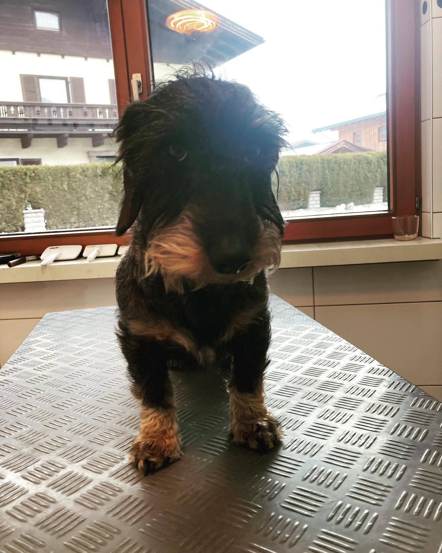 Rauhaardackel Heiko wurde heute getrimmt😊
Seine Fellstruktur kommt nach dem trimmen so richtig zur Geltung🤩
#vorhernacher
#rauhaardackel
#jagthund
#trimmen
#machtrichtigspaß
❤️❤️❤️