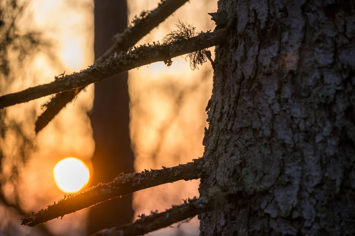 Sunrise on a branch.
#innaturephotos
#innature
#sunrise
#goldenmorning
#forestfeeling