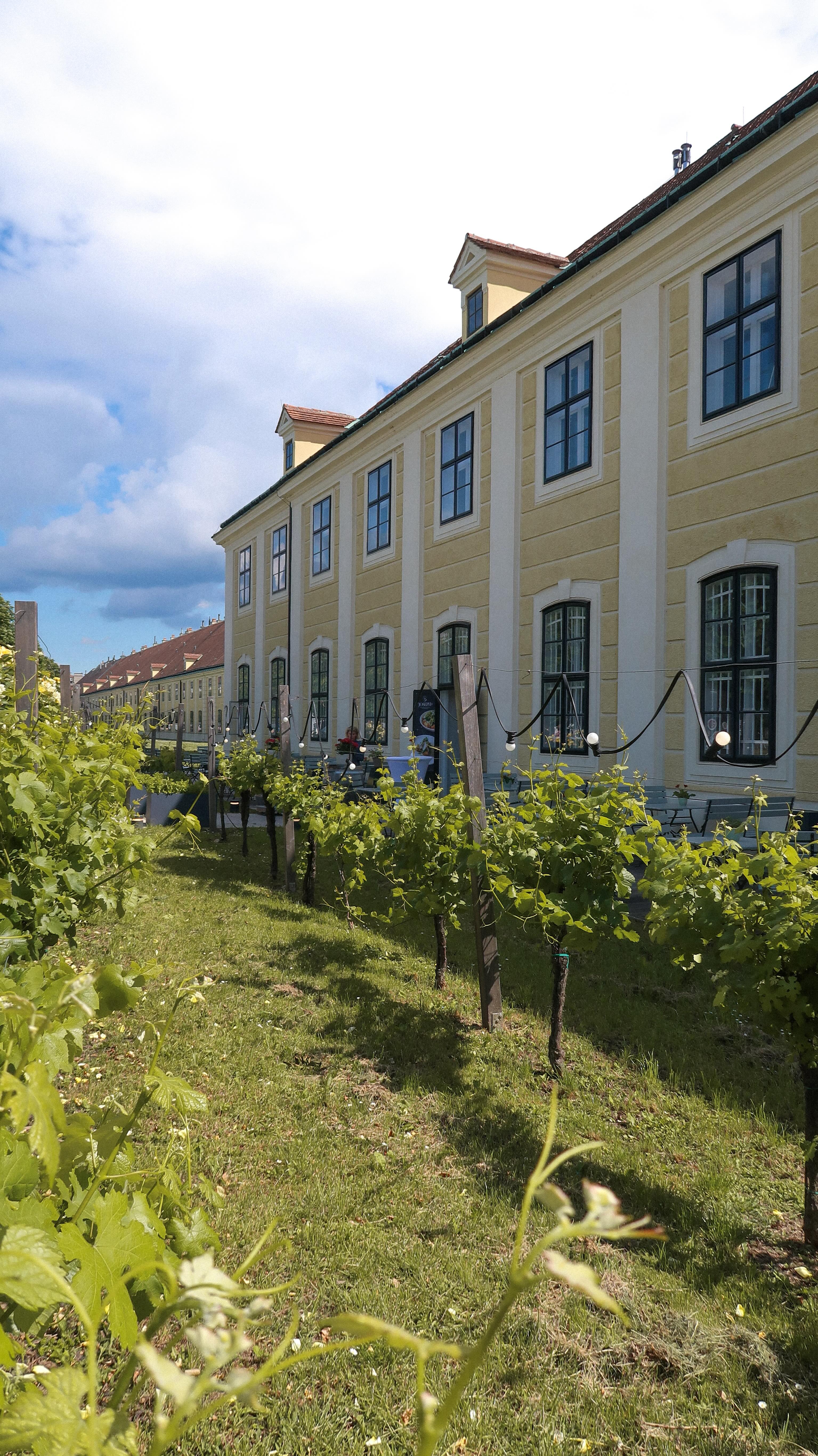 Schnitzel nur einmal wenden? 🤔 Wir räumen heute mit diesem Mythos auf 👨🍳 Wie macht ihr’s - Team einmal oder öfter wenden?
#Schnitzel #WienerKüche #AndiWojta #SchlossSchönbrunn #Wien
