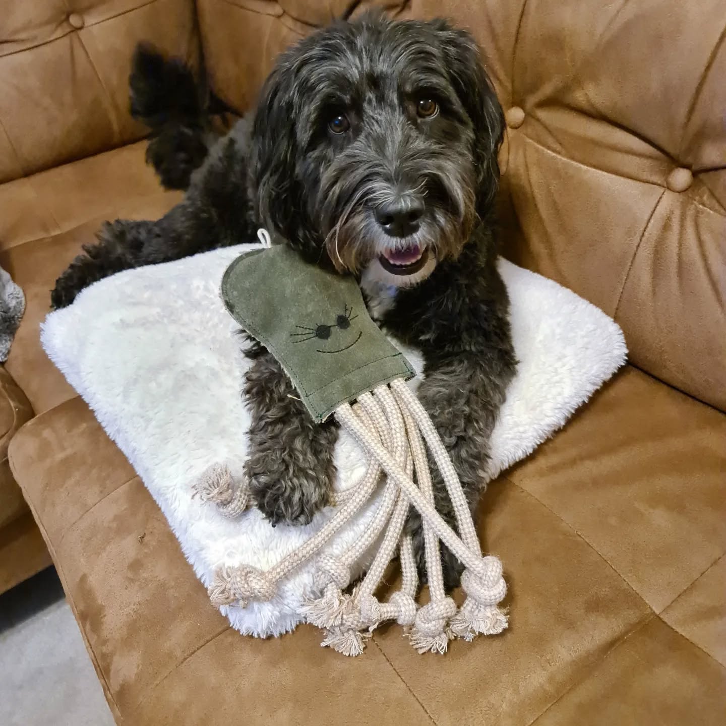 For Penny's 5th birthday, we let her choose a new toy and after a small deliberation, she picked Green & Wild's Olive the Octopus!
She hasn't put it down since - apart from to lay on it for a while 😍
Happy Birthday sweet girl, we hope you've enjoyed all your favourite things!