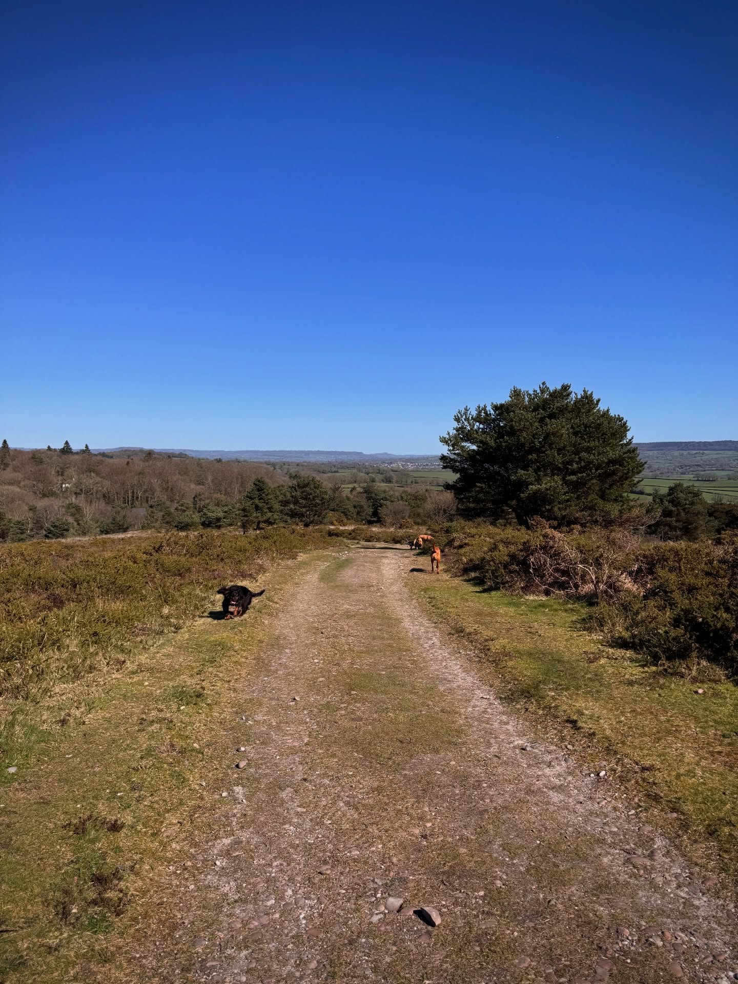 What a beaut day. Man we needed one of those! Dexters gorgeous brother Whiskey joined us today for his trial walk. He’ll be joining us on Mondays and Wednesdays ❤️