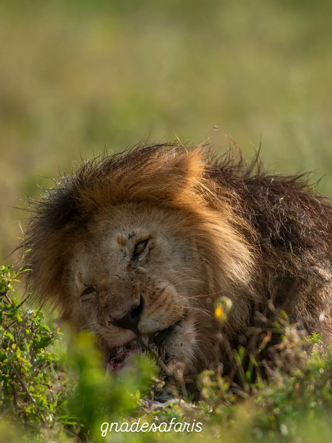 King of the wild in action 🦁
A powerful African lion enjoying its meal in the endless plains of Serengeti National Park. Moments like this show the true reality of the wild — raw, natural, and unforgettable.
The Serengeti is one of the best places in the world to witness predator action, especially during game drives where you can see lions, leopards, cheetahs, and many more in their natural habitat.
Experience the real safari with Gnade Safaris
🌍 www.gnadesafaris.com
📧 info@gnadesafaris.com
📱 WhatsApp +255793832959
#Serengeti #Lion #BigFive #TanzaniaSafari #WildlifePhotography AfricanSafari VisitTanzania SafariExperience GnadeSafaris 🐘🦁🌍📸