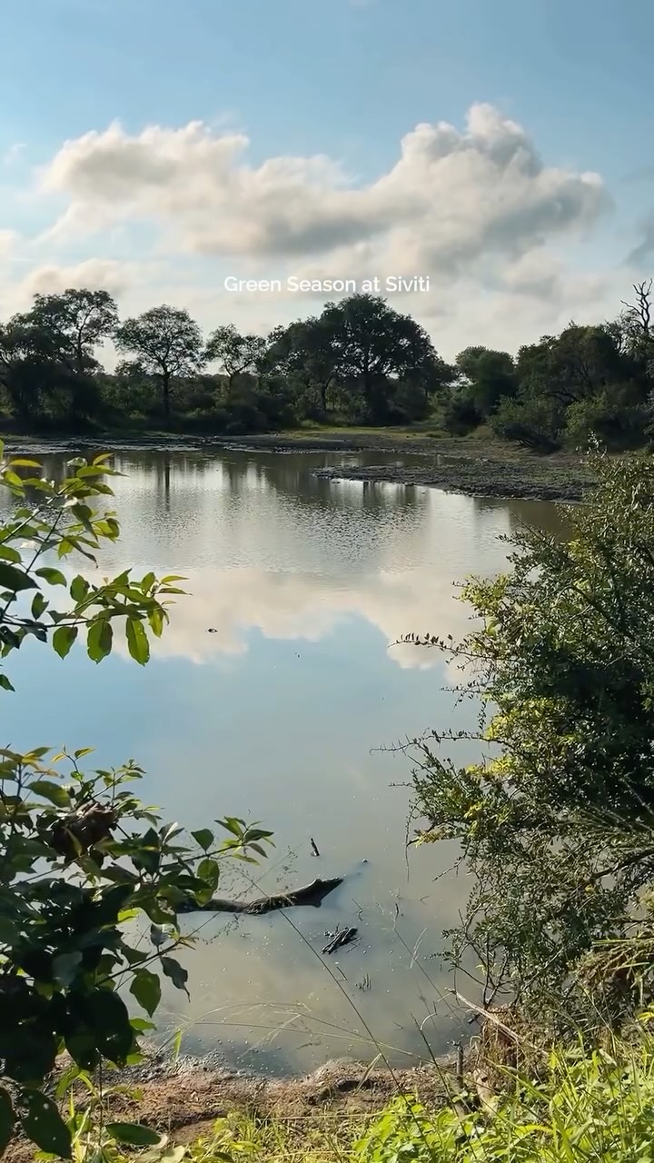 It’s green season in Thornybush, the air is fresh, the grass is lush, and every corner of the bush bursts with life.
Elephants wander through lush green bush, birdlife is at its most colourful, and every sunset feels softer, richer, more magical.
The bush is bursting with life, the pools glisten in the hot lowveld sun, the decks beckon, and the safari moments are brighter than ever.
Tap the link in our bio to plan your green season escape, nature is calling.
#safari #africansafari #wildlifeofsa #wildlifesafari #wildlifeofinstagram
krugernationalpark thornybushgamereserve luxurysafari luxurysafarilodge travelsouthafrica southafricasafari big5 conservation