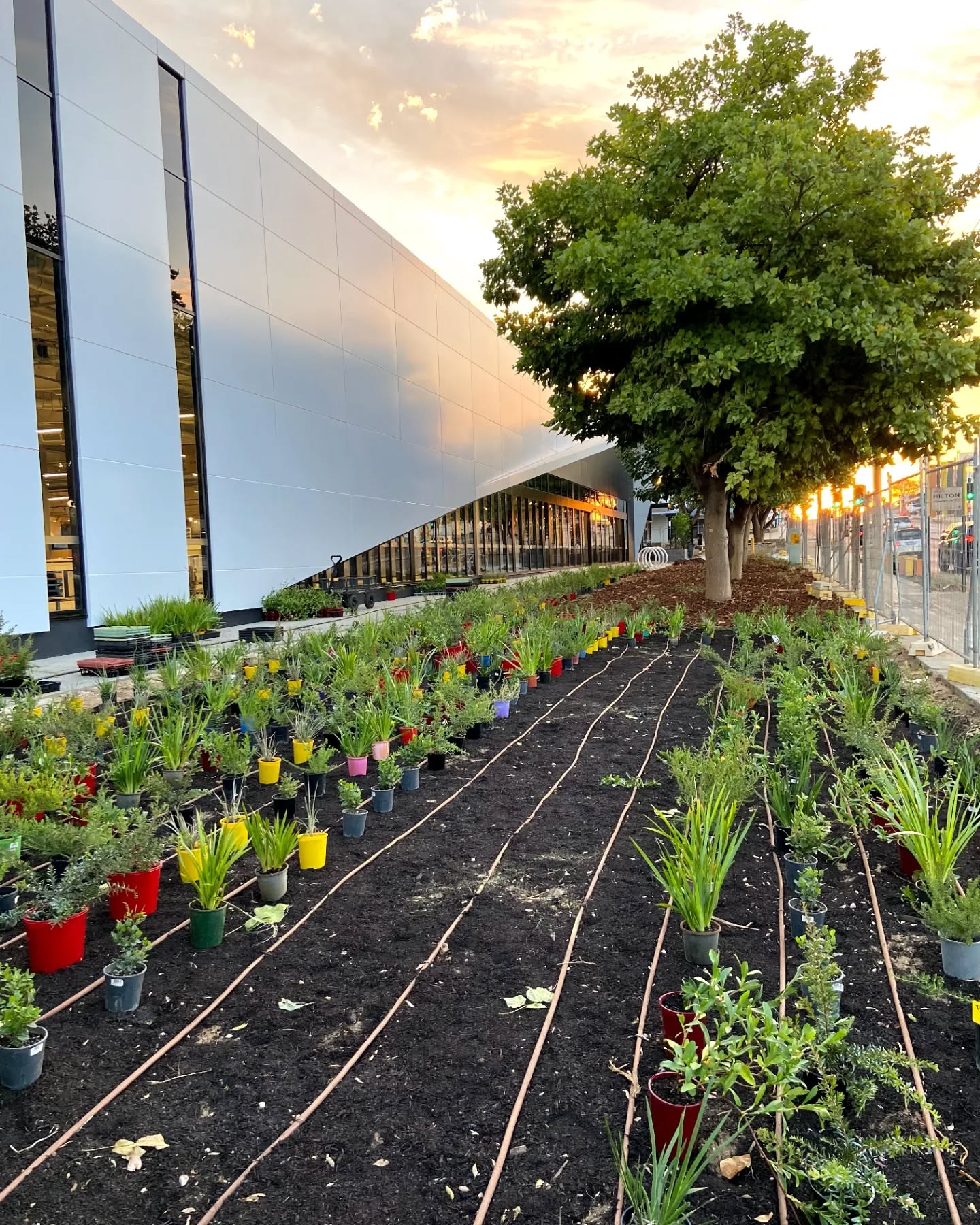 Happy Tree Day!!! 🌲🌴🌿🌱
Swipe ➡️ to check out what this job we did back in march looks like now. Shout-out to all of the planters who helped smash this one out in a day. The space is green and thriving!
#nationaltreeday #treeplanting #landscaping #replantingourfuture