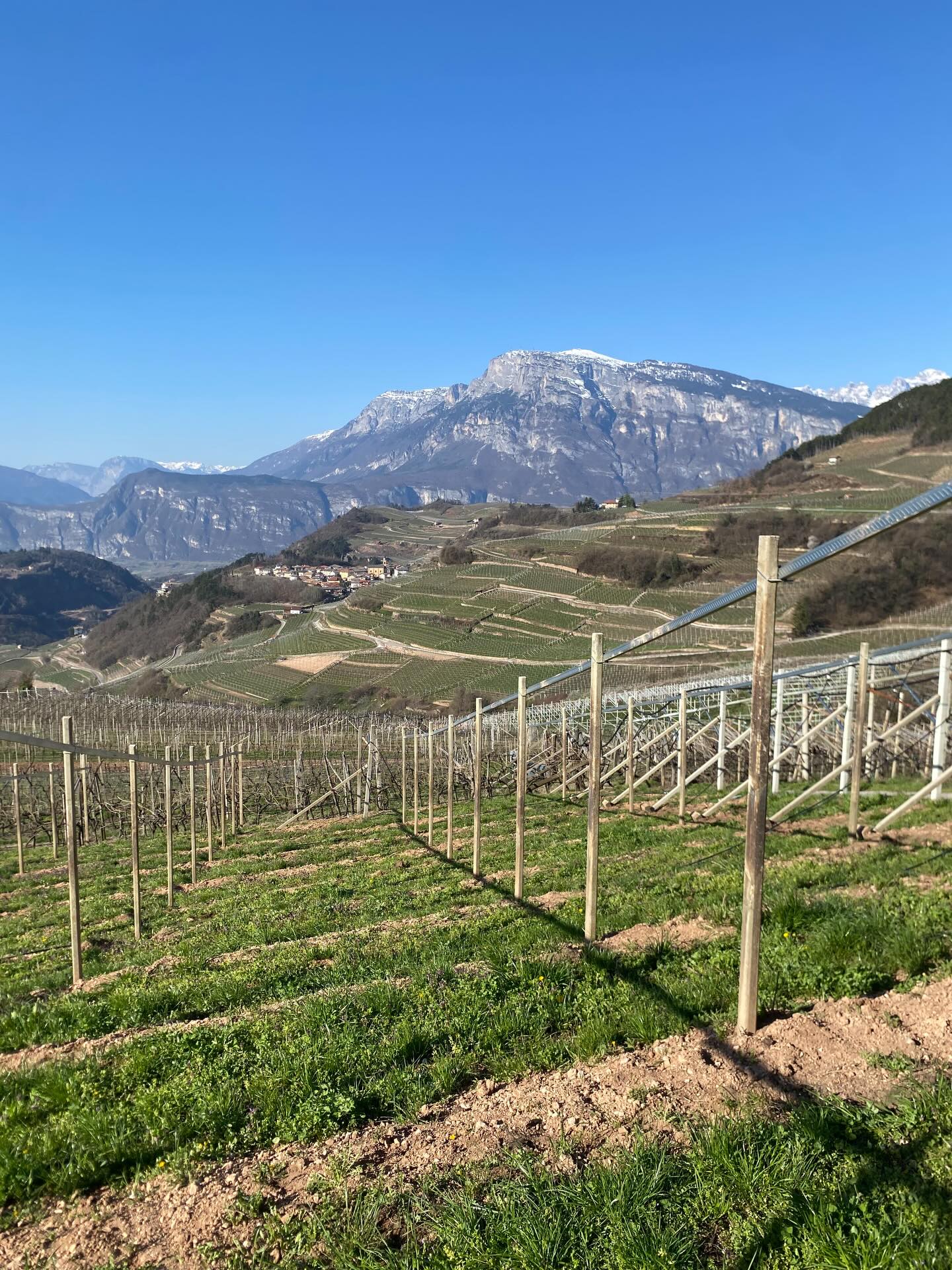 In questi giorni stiamo lavorando ad un nuovo vigneto di montagna in una zona particolarmente vocata, a Giovo in Valle di Cembra, caratterizzata da ottima esposizione e altitudine ideale per produzioni di qualità. Le condizioni pedoclimatiche di questo territorio permettono di ottenere vini freschi, verticali e con una forte identità territoriale.
Il lavoro in vigneto, soprattutto in contesti di viticoltura eroica come questo, richiede organizzazione, competenza e collaborazione. Ogni fase dell’impianto viene seguita con attenzione, consapevoli che le scelte di oggi determineranno il potenziale qualitativo delle produzioni future.
Un progetto che nasce dal territorio e guarda avanti, con l’obiettivo di valorizzare al massimo le caratteristiche della montagna, attraverso il grande lavoro di tutta la nostra squadra.