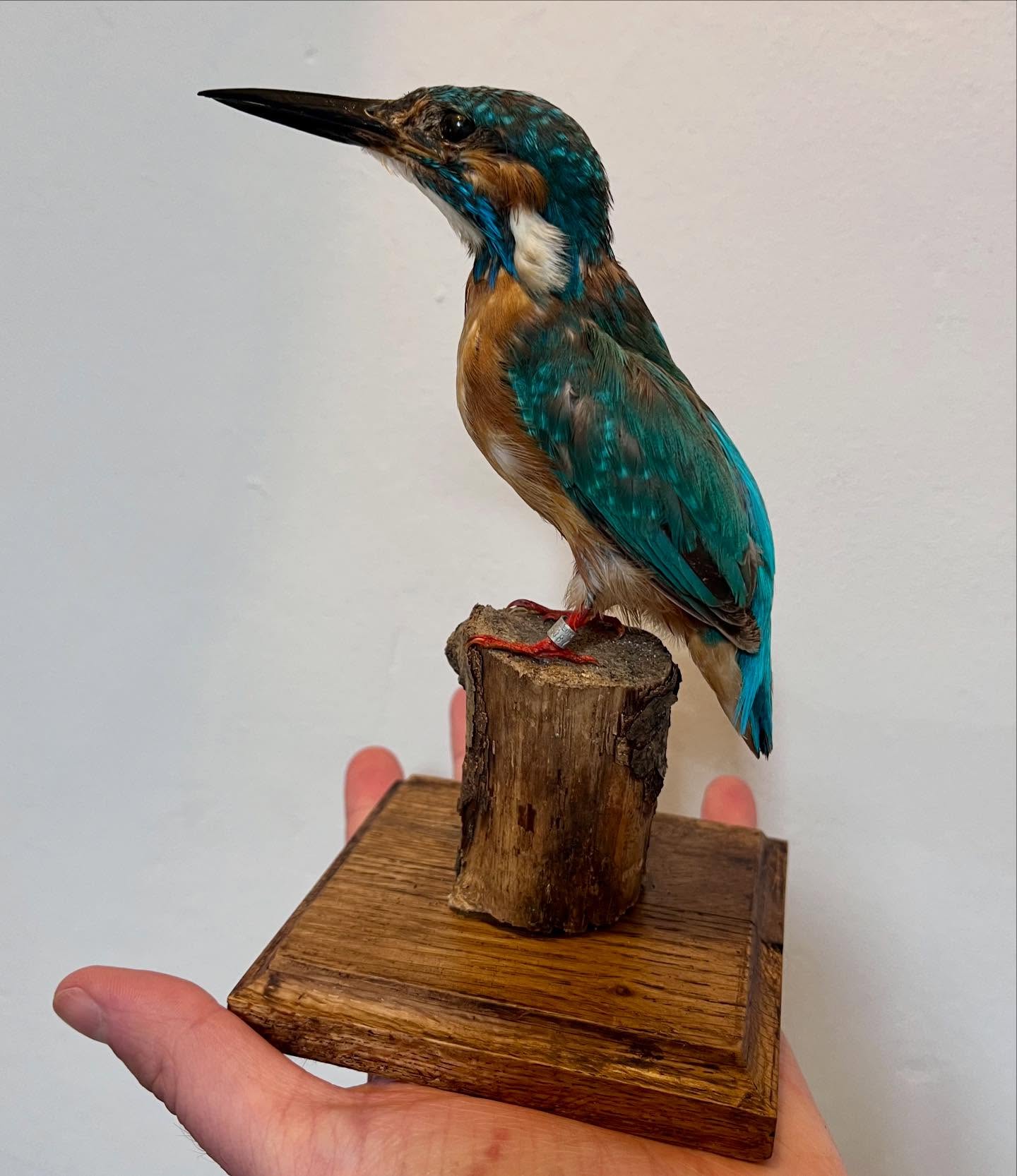 SOLD. KINGFISHER ๐ one of my favourite birds of all, & very rarely seen!! This is a beautiful example. Now available #kingfisher #taxidermy #taxidermybirds #naturalhistory #wildlife