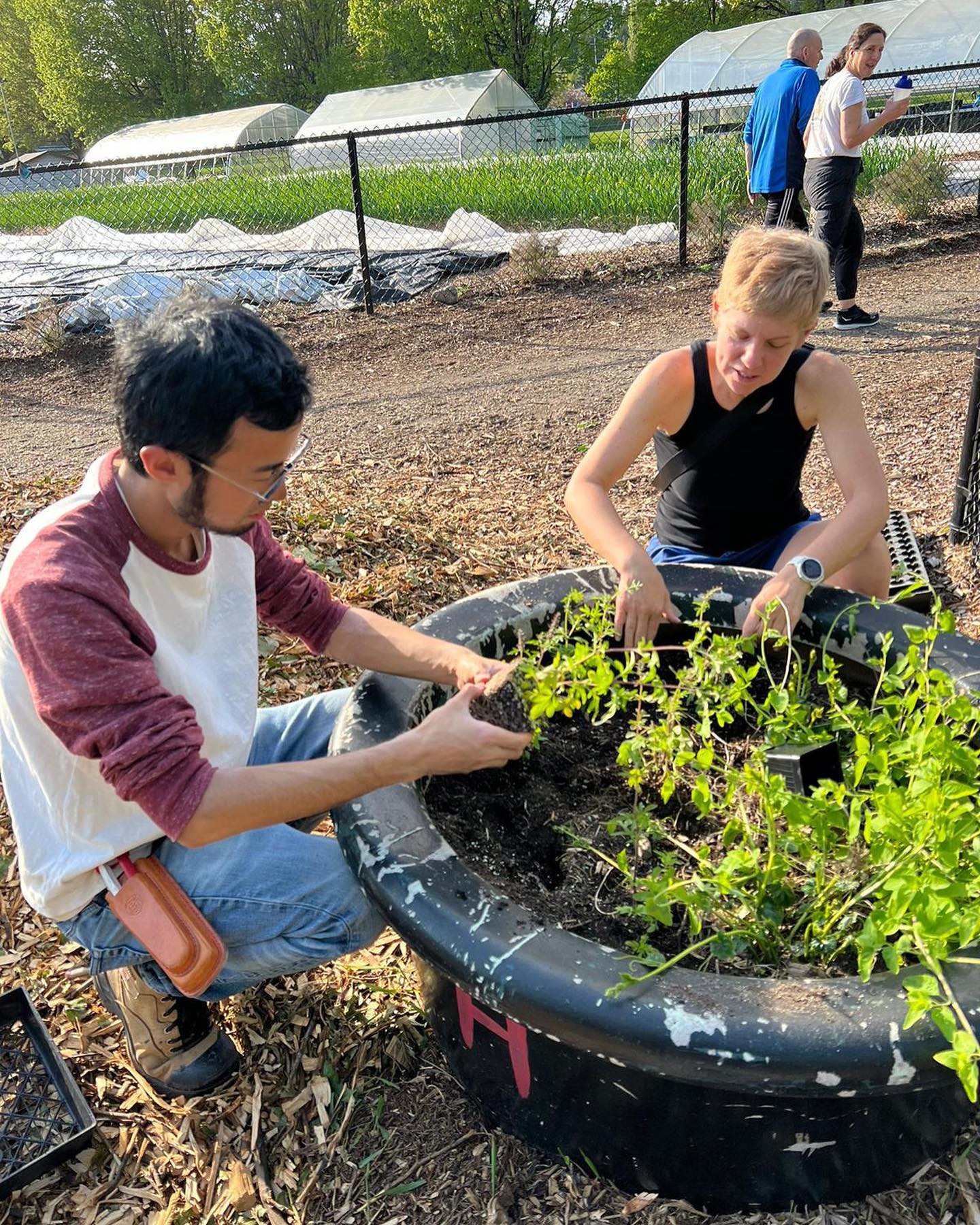 Planted some new seeds last night and transplanted a few jīng jiè (Catnip, Schizonopeta)
#chineseherbalmedicine #tcmherbgarden #tcmherblearninggarden #chineseherbs #loutetfarm