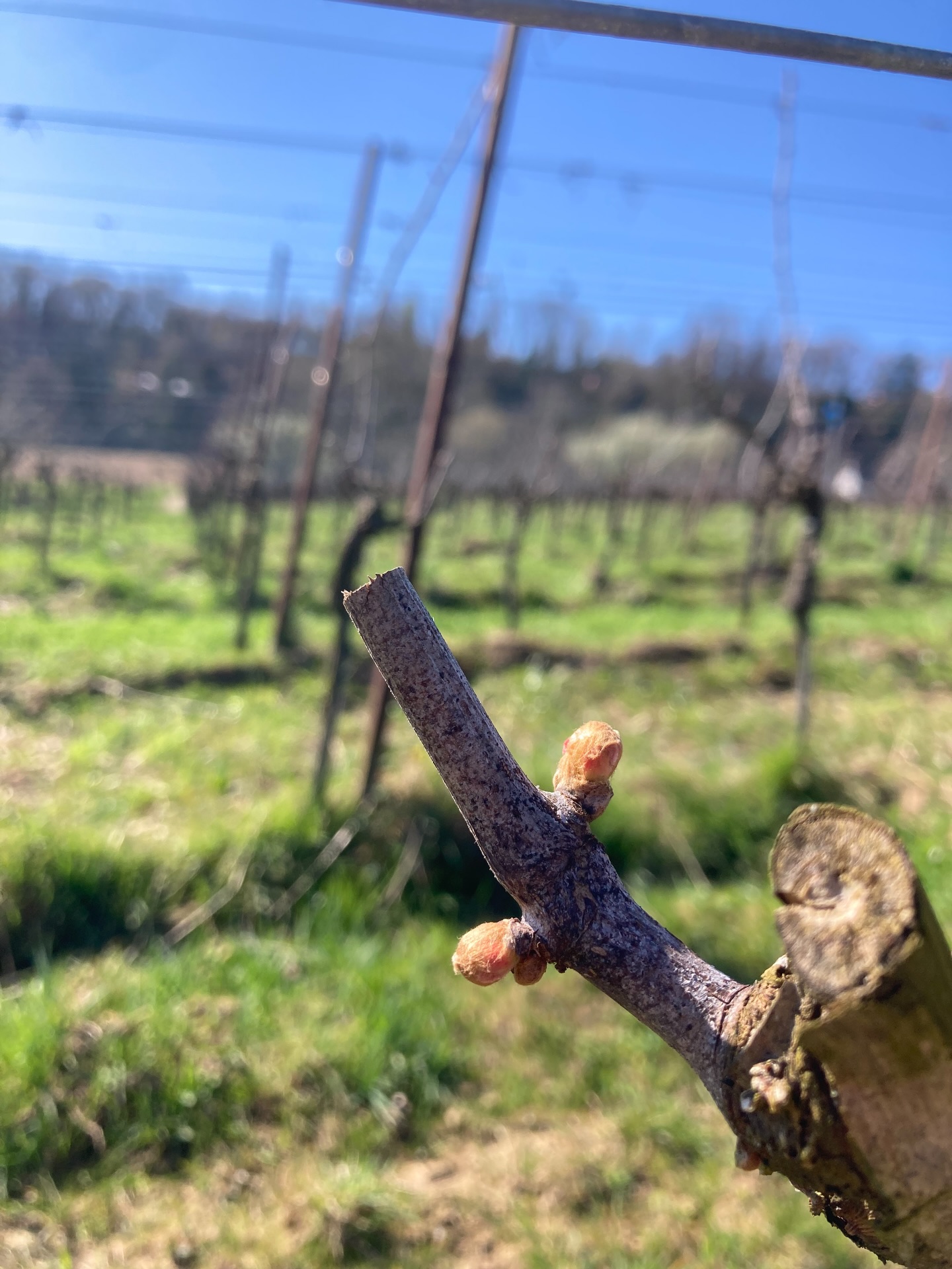 Die Reben erwachen 🌱✨
Die ersten Knospen zeigen sich schon – ein sicheres Zeichen, dass der Frühling im Weinberg angekommen ist.
Gleichzeitig sind wir in den letzten Zügen beim „Biegen“: Dabei werden die Fruchtruten sorgfältig auf den Draht gebunden, um die Grundlage für den neuen Jahrgang zu schaffen. Handarbeit, Geduld und ein gutes Gespür für die Rebe sind jetzt gefragt.
Ein besonderer Moment jedes Jahr – wenn aus Ruhe wieder Leben wird 🍇💚
#weingutandreasdilger #freiburg #weinbau #handwerk #frühlingimweinberg