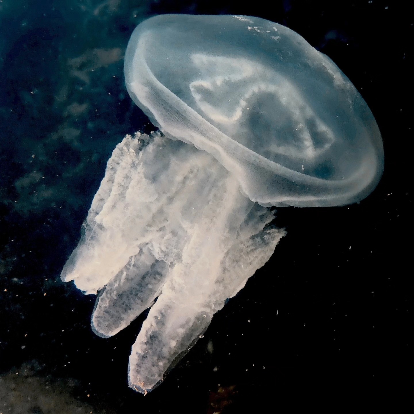 Meet the gentle giant of the sea—the barrel jellyfish! 🌊 Often mistaken for a floating mushroom, this underwater marvel can grow up to 90 cm wide and weighs as much as 35 kg. Despite its size, it feeds on tiny plankton, making it nature's proof that you don't need to roar to make waves.
Their bell is translucent and mushroom-shaped, with a violet fringe around the edge. Instead of long tentacles, they have eight frilly arms containing small stinging tentacles
Barrel jellyfish are commonly found in the northeast Atlantic, Mediterranean Sea, Black Sea, and other coastal waters. They often appear in warmer waters during late spring and summer
They primarily feed on plankton, which they filter from the water using their frilly arms.
While their sting is not usually harmful to humans, it's best to avoid handling them, even if they are washed up on the beach
They are a favorite food of leatherback turtles, the largest sea turtles in the world
Shot on @oneplus_india @oneplus with @divevolk
While diving in Chidiyatapu
Info from wildlifetrusts.org and Wikipedia
BarrelJellyfish #OceanWonders #NatureMagic"