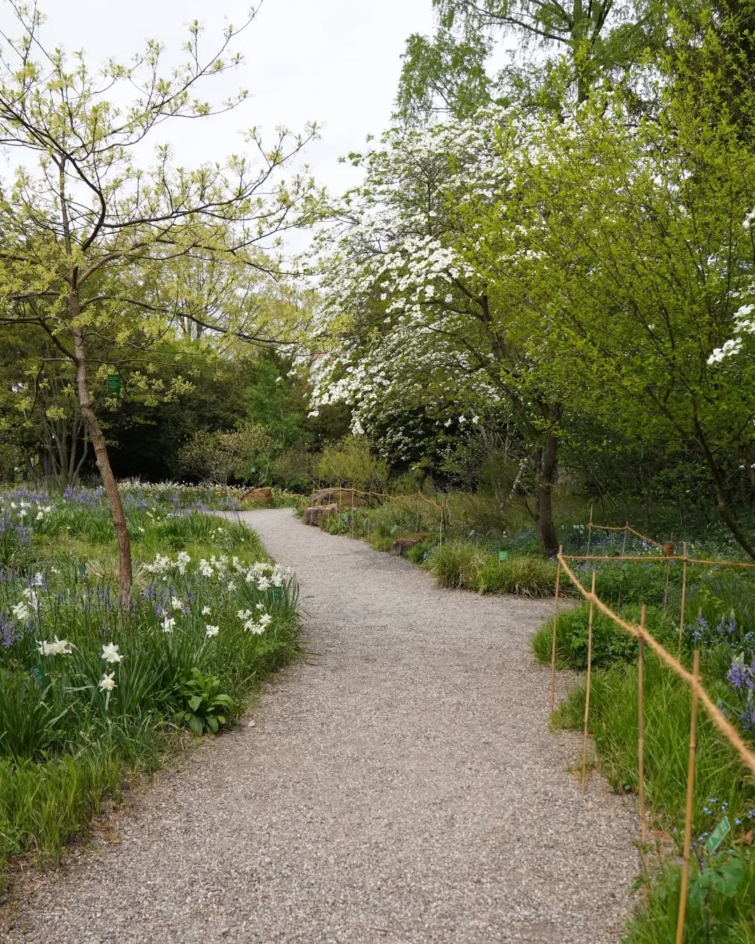 Wie schön es doch ist, auf solchen Schlenderwegen durch die Natur oder in Parkanlagen zu spazieren - Die Wegränder gesäumt von Frühlingsblühern & Gehölzen. 🌳🌸
.
.
.
.
.
.
.
.
.
.
.
.
.
.
.
.
.
.
#Landschaftsarchitektur #Landschaftsgestaltung #landschaftsphotography #landscapedesign #Gartengestaltung #garteninspo #gartenjournal #gartenfotografie #gartenkonzepte #grünoase #grünanlagen #grünerwohnen #grünimgarten #gartenblog #gartenberatung #frühjahrsblüher #frühlingsblumen #narzissenblüte #narzissen #weißeblüten #parkgestaltung #spaziergangimgrünen #kieswege