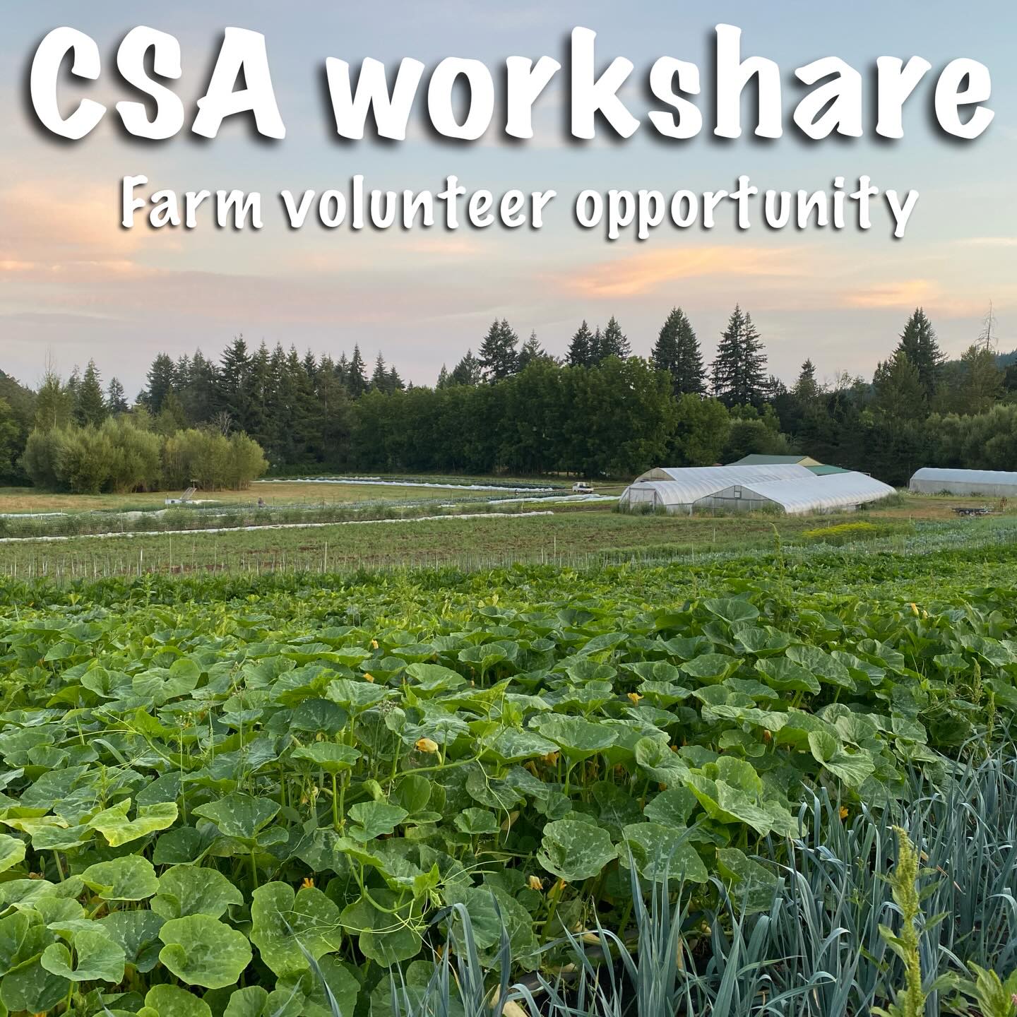 CSA workshare: Join our team!
A CSA workshare is an exchange of a weekly CSA box for weekly work put on our farm. For 4 hours of work per week, you can take home a bountiful weekly CSA box from our farm. We are looking for someone local who is eager to participate on the farm, who is physically able and who can be a positive part of a family friendly environment.
Must be physically fit and able to bend down, squat and put in 4 hours of work in summer/fall weather
Must be able to commit to all weeks of the season (beginning of May - end of October) for the same time slot each week (we do allow 1-2 weeks off during the season for vacation or emergencies)
Must have a reliable vehicle
We cannot accomodate kids or dogs on the farm during your workshare shift
Available shifts
Tuesdays 8am-12pm
Wednesdays 8am-12pm
Thursdays 8am-12pm
Types of work you may be expected to do:
Harvesting crops
Weeding or cultivating
Transplanting crops
Weighing and packaging crops
Application link in bio or on our website www.sliceofheavenfarm.com