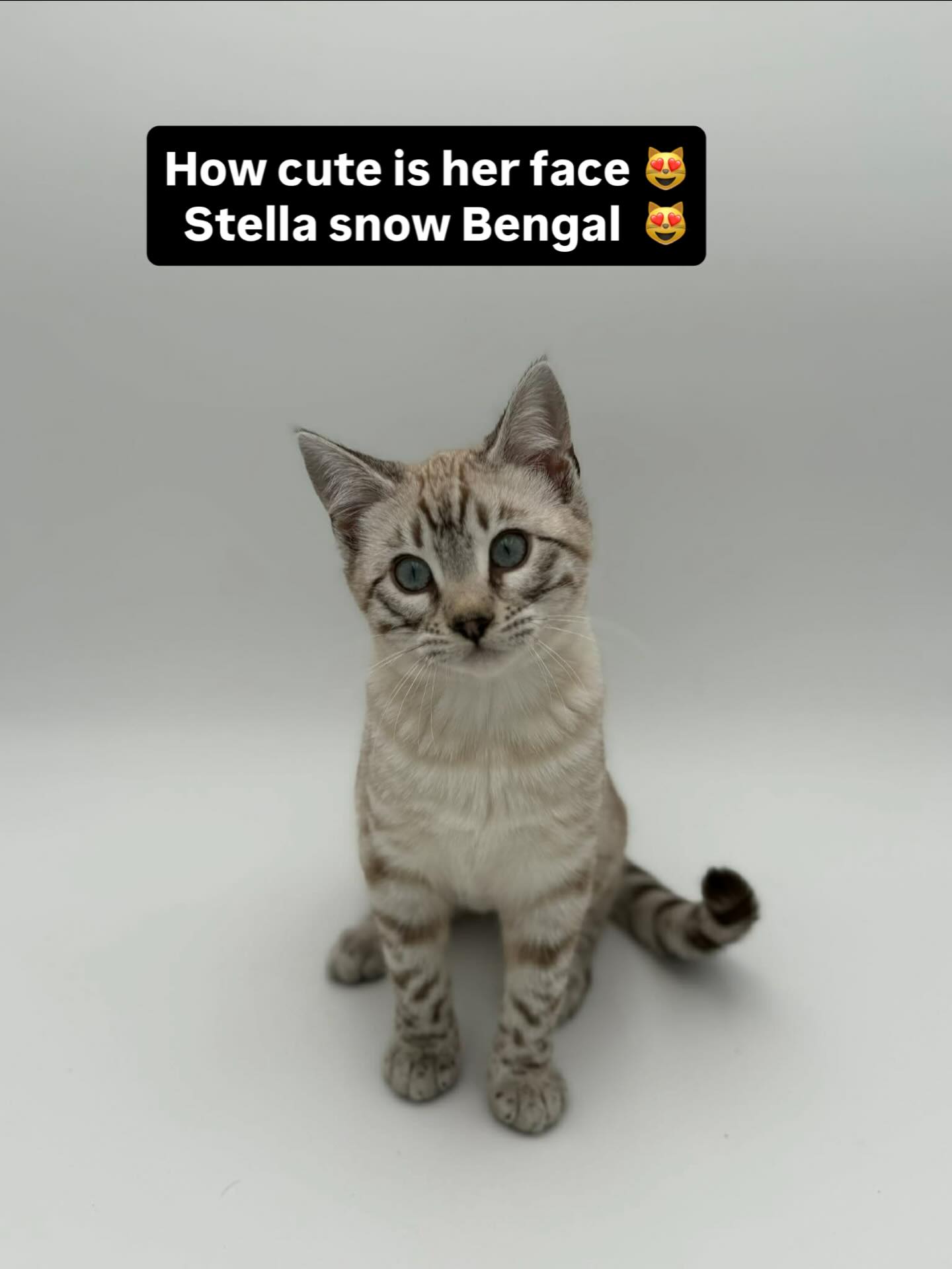 Sweet little girl has an amazing little face 😻 #bengal #bengalcat #bengalkitten #kitten #fyp