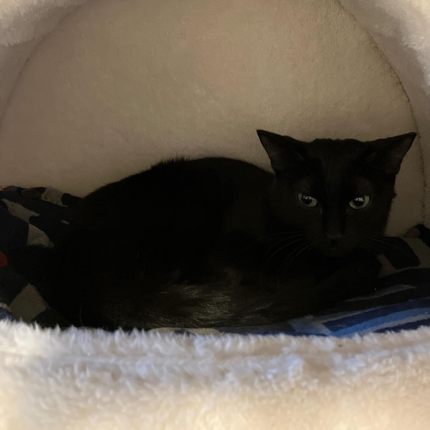 縦隔型リンパ腫疑いの10ヶ月のメルちゃん。
治療を始めましたが、まだ好転せず、次のステージの治療に進みました。
毎日投薬と、週1回の通院頑張っています。
Hママが猫神社で有名な青梅の住吉神社で平癒祈願してくれました。
どうか少しでも良くなりますように🙏
❣ご支援をお送りくださる皆様へ❣
たくさんのご支援物資をお送り頂き本当にありがとうございます❣
メルちゃん初め、保護っ子達のために大切に使わせて頂いております😭
みんな美味しそうにたくさん食べてくれています!
お一人お一人にお礼をお伝えできずごめんなさい🙏
温かいお気持ちがとても嬉しく、感謝しかありません❣
#縦隔型リンパ腫
#抗がん剤治療中
#保護猫
#ご支援ありがとございます