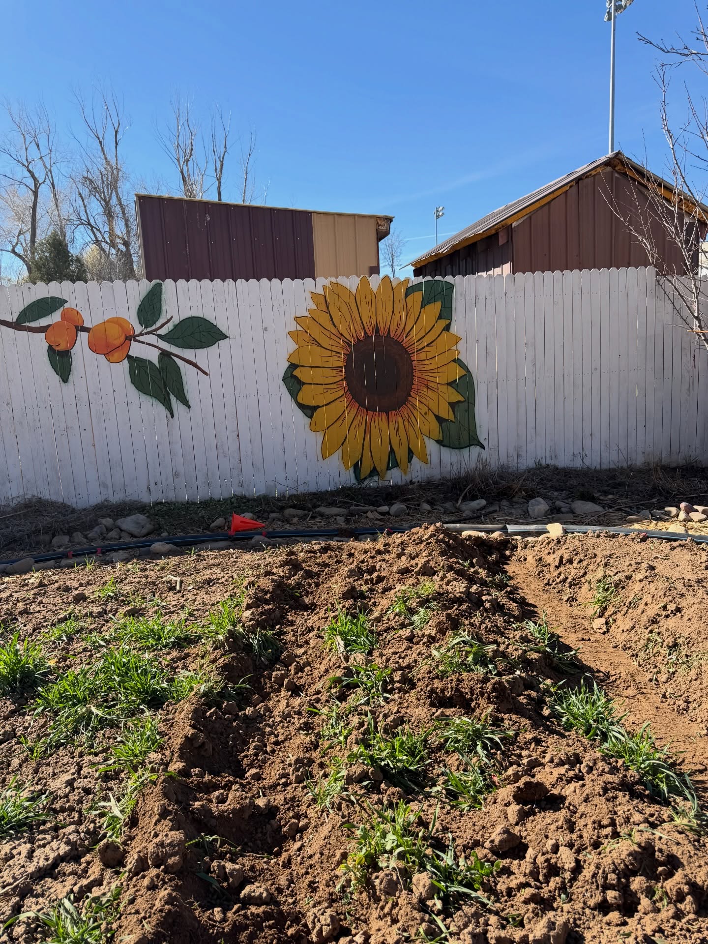 It’s bed forming morning at the Mancos Elementary Garden! Flower bulbs and garlic are coming up strong, there’s a rooster crowing in the background, the weather is perfect, and I’m re-listening to one of my favorites, Dirt to Soil. What’s happening in your garden this week?