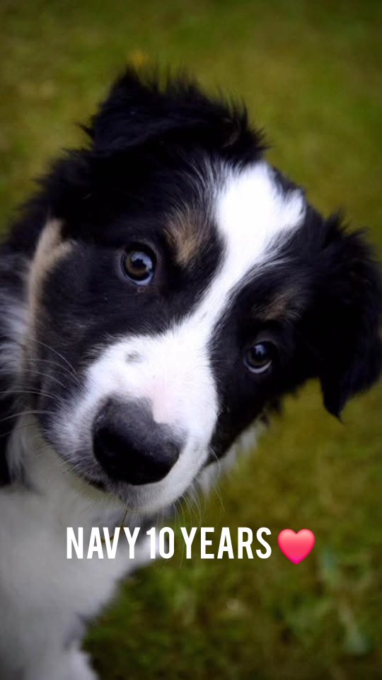 Today it's his birthday, the one and only Navy celebrating 10 years 🎉❤️ My king, my love, my everything😍
Our story is the one I love the most and I wish that we still have lots more to add to that story ❤️ HAPPY BIRTHDAY NAVY ❤️