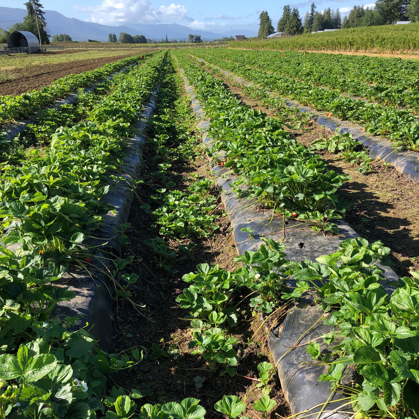 Summer is here and heatwave season has begun. Whew * we’ve charted 33-36 oC this week, with no rain. Nonetheless, the farmers berries are hydrated and happily growing as you can see @willemsberryfarm, and as a result we have strawberry Thai basil & strawberry star anise jams, plus the long-awaited raspberry cardamom jelly! Yum, just perfect for a cooler evening’s charcuterie board dinner. We managed to get some beautiful peonies along with the first batch of strawberries.. aren’t they so beautiful! Plus we have a batch of the long-awaited garlic scape pesto; thanks to Abdul @bcgarlicgrowers. His porcelain (Bogatir) scape is tender, super tasty without the bitterness that the Red Russian varietal often has. It’s made with pine nuts, some Genovese basil, olive oil and lots of love and freshly grated parmesan. Thanks to our lovely customer Jim, who suggested we make the product, here comes some watercress pesto, with Matt’s wild-foraged efforts @yourwildestfoods. This time around the smoothness of roasted hazelnuts complements the peppery notes of the watercress. Try it on some farfalle pasta with freshly grated black pepper alongside your fave protein, like grilled Coho salmon.
We’ve also experimented with some pickled okra… delicious and crunchy. This newbie will have to wait until the heatwave is over before full production can occur. Stay tuned… And finally! – the delightful rhubarb ginger jam, has re-joined the lineup thanks to Lindsey and her family @forstbauerfamilyfarm. Come check it out… taste tests always available for our products at the Farmers Markets.
As mentioned in our last post, we’ll be away for 10 days in August, heading up to Haida Gwaii for the Edge of the World Festival. Taking some time with the family to go fishing, kayaking and hiking… and yes, we will be catering the Festival again, on Friday only this year.
Riley Park Saturday 10:00 – 2:00 July 6, 20; August 3, 17, 31
UBC Saturday 10:00 – 2:00 July 13, 27; August 24; Mount Pleasant Sunday 10:00 - 2:00 July 14, 28; August 25
Coquitlam Sunday from 9:00 - 1:00 July 21; Aug 4, 18 #coquitlammarket
#ubcfarm
#gohaidagwaii
#BCfarmersmarkets
#yougottabehere
#farmtotable
#supportlocal
