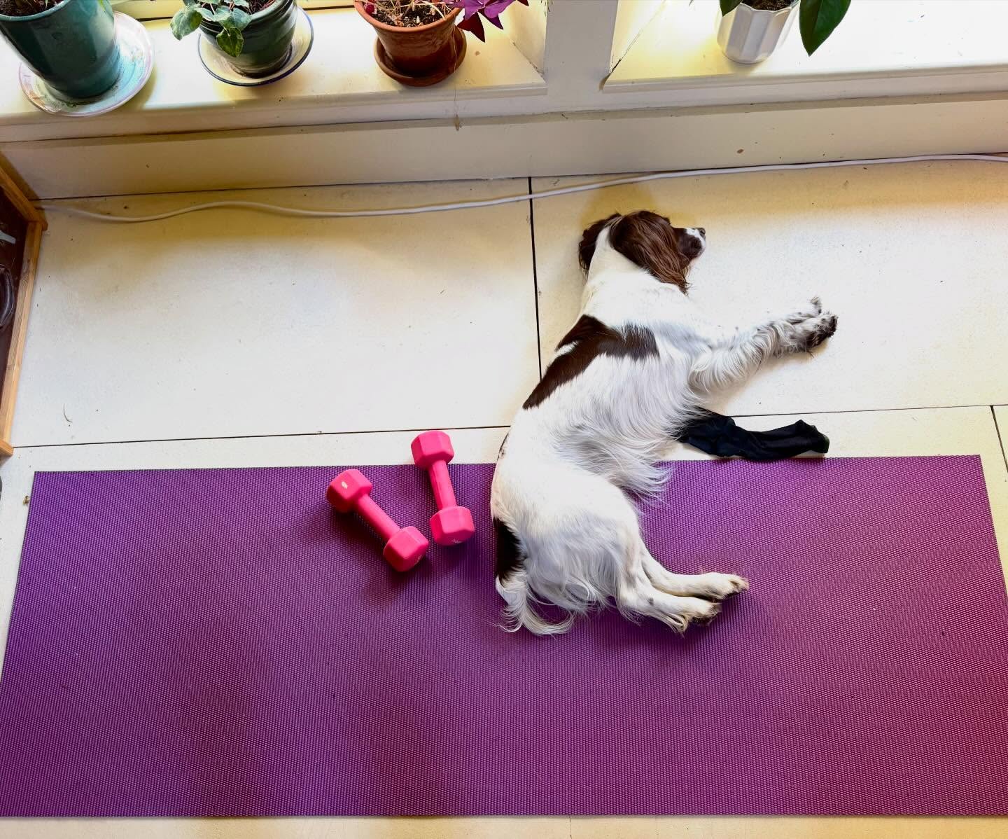 That post Wednesday Weights feeling …. 😅💪
Every Wednesday morning 7am - join us online on the mat for some strength building with this spicy Pilates class !
#pilates
#weightspilates