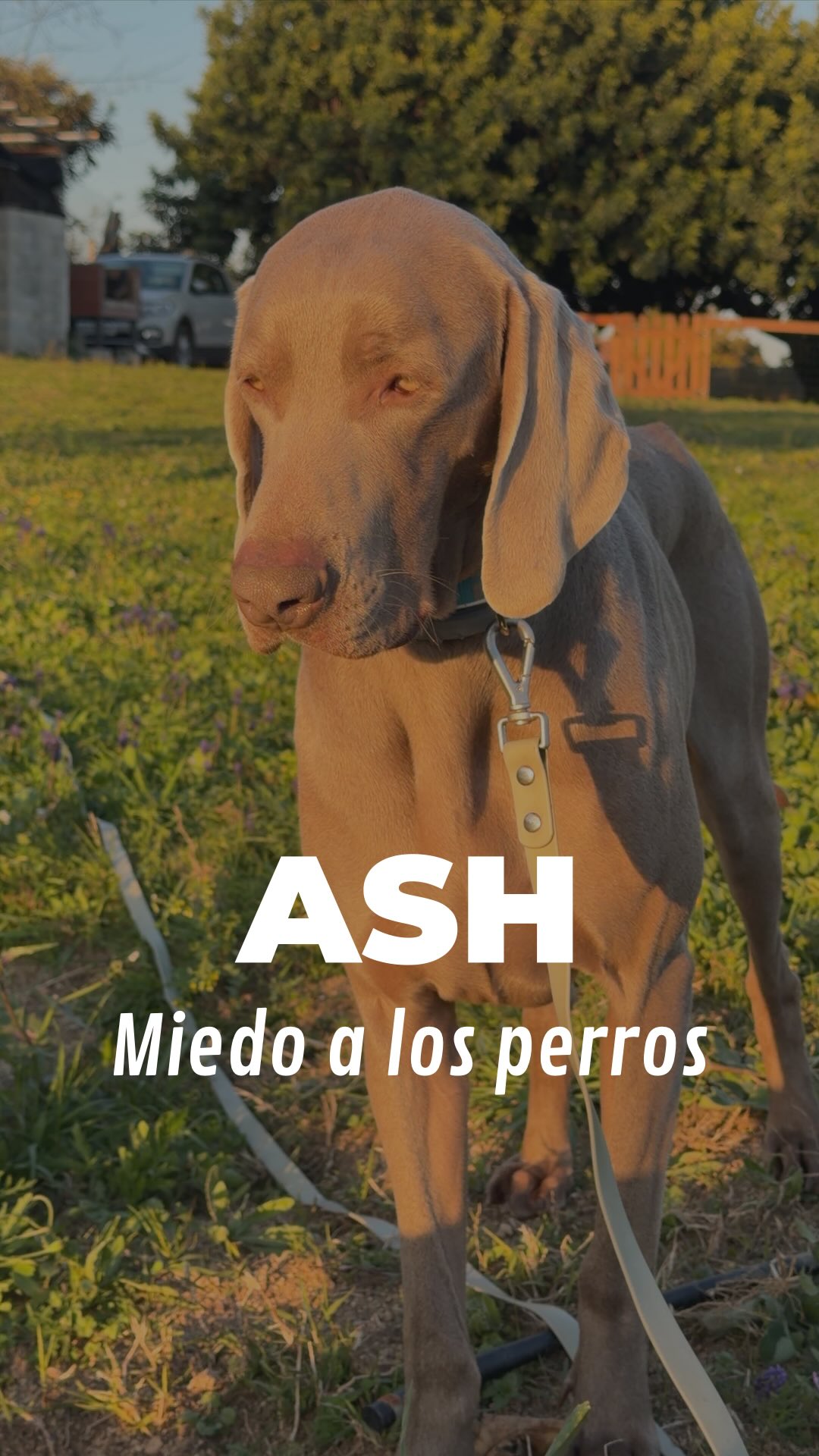 Ash, adoptado hace solo una semana.🩵
Vivía en una finca con su manada (padres y hermanos). Aunque tiene unas habilidades sociales muy buenas, un cambio de entorno tan drástico requiere un periodo de adaptación.
En esta sesión no forzamos interacciones, no buscamos que juegue, sino que se sienta lo suficientemente seguro para interactuar. Queremos que él mismo marque el ritmo para desbloquearse.
¿Qué observamos en el vídeo?🧐
- Comunicación indirecta: Ash aprovecha el marcaje de otros perros para recoger información sin necesidad de contacto físico directo.
- Gestión de la vulnerabilidad: Todavía se muestra desconfiado a la hora de dejarse oler; necesita controlar su espacio.
- Actividad compartida: Compartir momentos de exploración y olfateo en paralelo es lo que realmente construye un vínculo sano con otros perros.
Por eso es tan importante saber leer las señales de tu perro. La socialización real no es "juntar perros", es darles las herramientas y el tiempo necesario para que se sientan seguros.🫶🏼
¿Y tú? ¿Sabes leer las señales de tu perro? Os leemos en comentarios. 👇
#dogtraining #educacioncanina #socializacioncanina #lenguajecanino #bracodeweimar