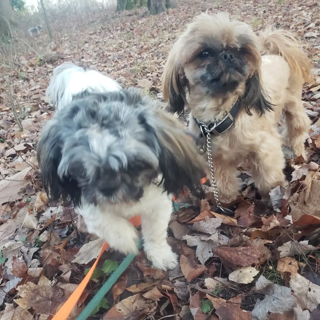 Thankful for many things today, among them being a lovely day to walk in the woods, one last turkey of our own that we were able to partake in... and fluffy little dogs that are not nearly as muddy as they were yesterday.
