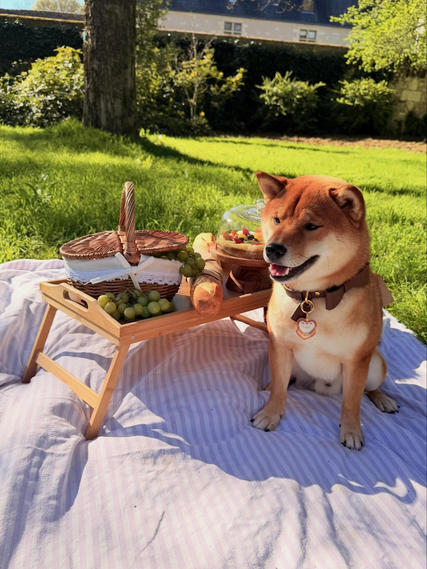 La jolie médaille de PÂQUES 🐣, parfaite 👀✨
Merci à @vai_koo pour ces belles photos, un pique-nique au soleil, l’odeur de l’herbe fraîche… et un petit gourmand prêt à craquer 🥪🧺🤤
#medaillechien #medailleenresine #resinart #accessoirechien #dogaccesories