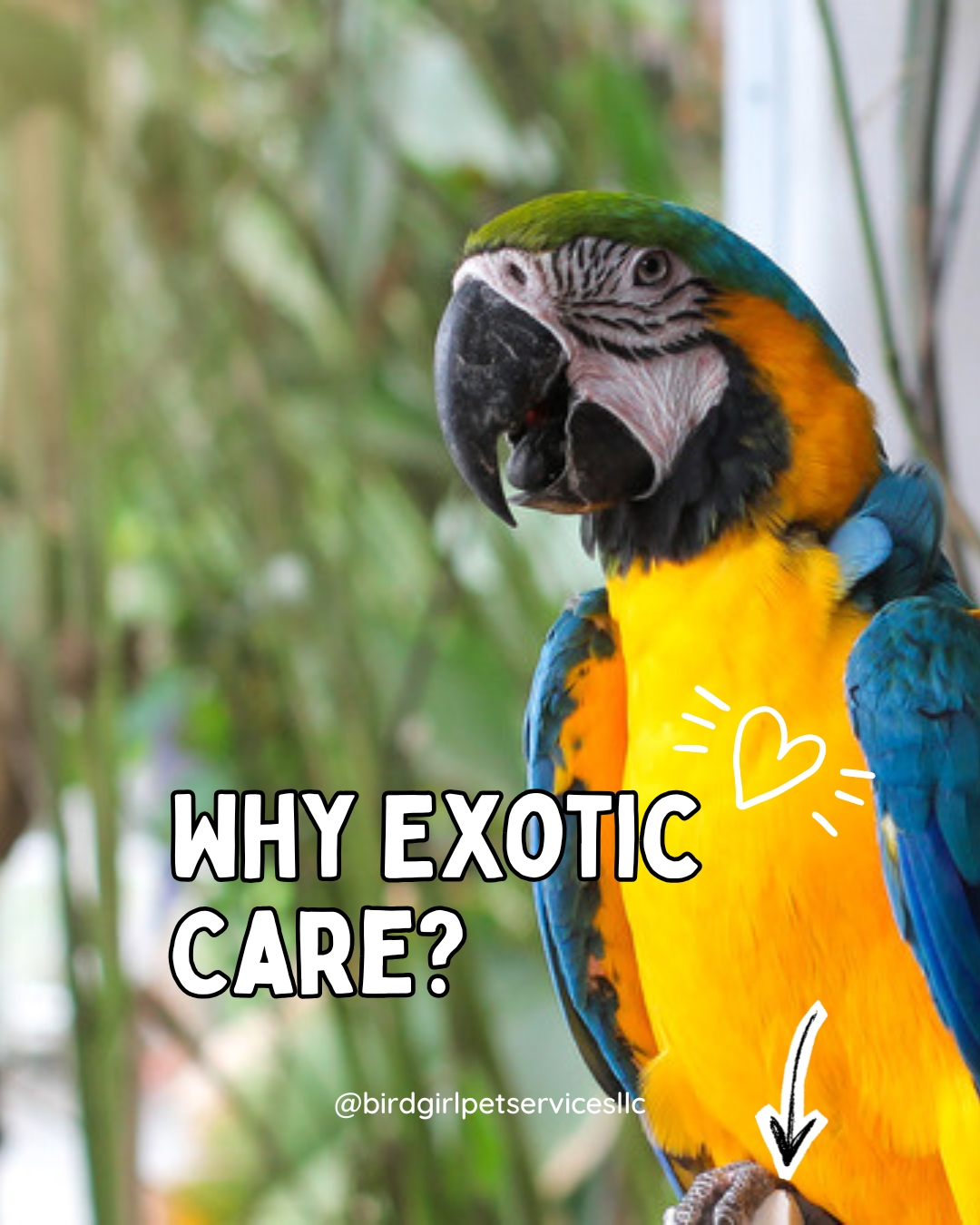 Would you trust your macaw’s diet to someone who’s only ever cared for golden retrievers?
Birds, reptiles, and small mammals have completely different physiological needs.
From UVB lighting to species-specific nutrition — exotic care requires knowledge, not guesswork.
That’s exactly why Bird Girl Pet Services exists.