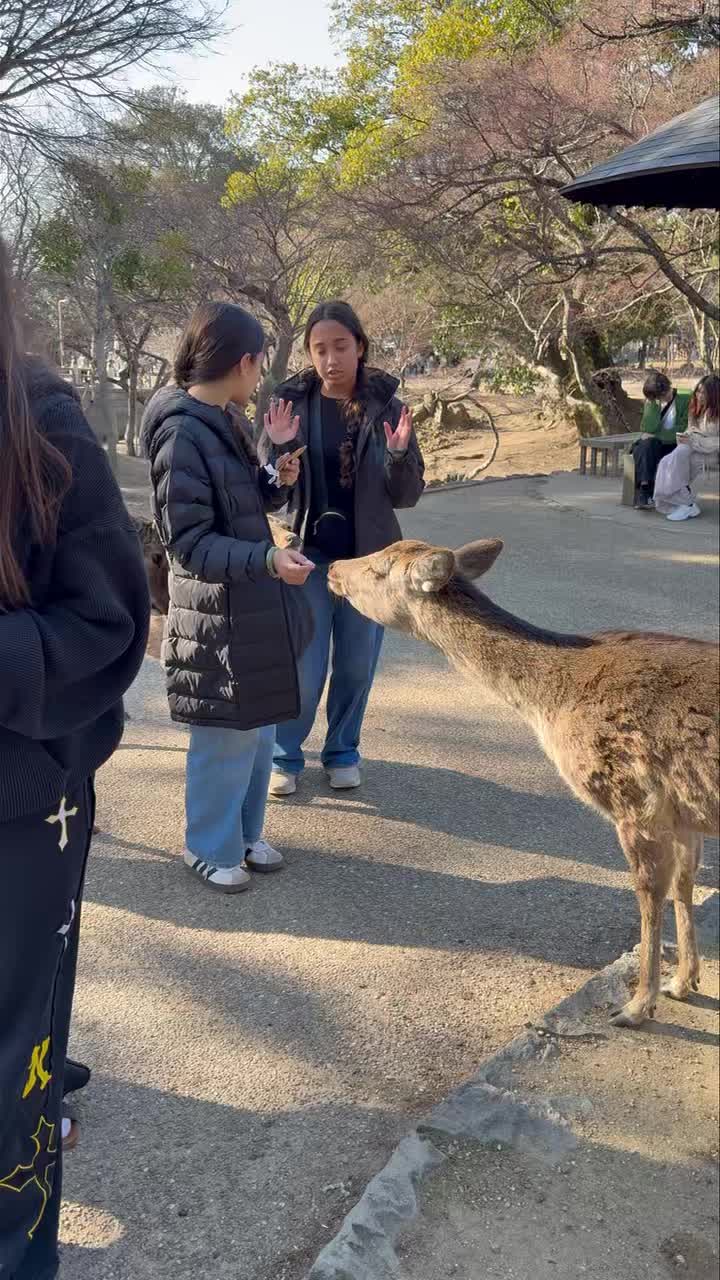 Bows in Nara! 🦌🇯🇵
Today our ELS Japan travelers met the famous bowing deer of Nara — and yes, they really do bow! Such a fun and memorable moment from another amazing day in Japan.
#ELSJapanTour #NaraDeer #Japan2026 #ELSTravels #StudentAdventure