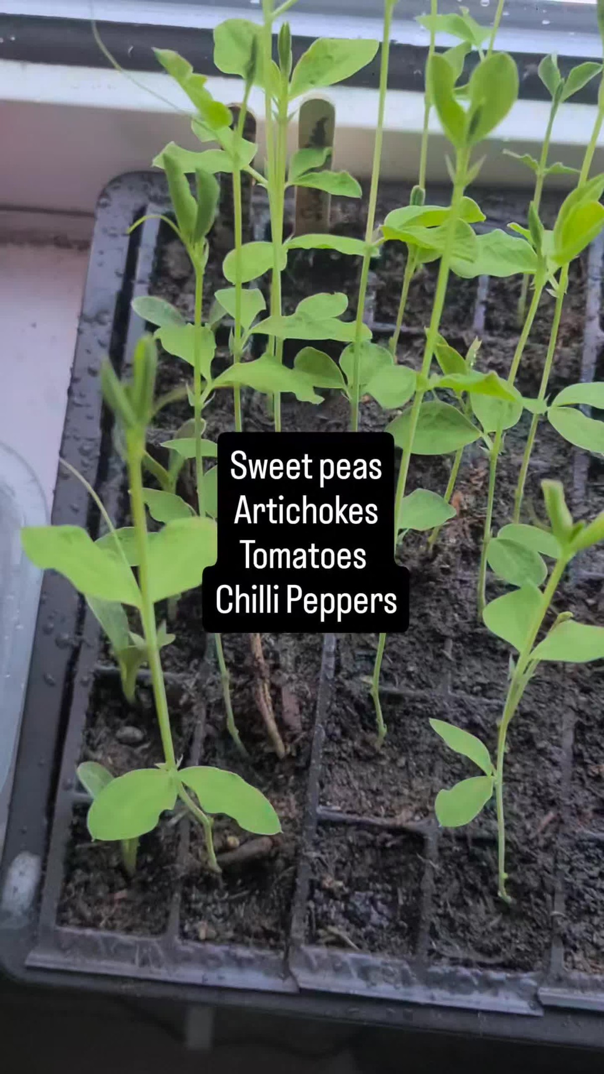 Here's what's growing on the windowsil at the moment ☀️☀️☀️
Time to sow herbs, cabbages and brussel sprouts my lovely gardeners 🌱
👉 Get yours at www.ethicalorganicseeds.uk
#allotmentuk #allotmentlife #allotmentlove #organicherbs #herbgarden #growyourown