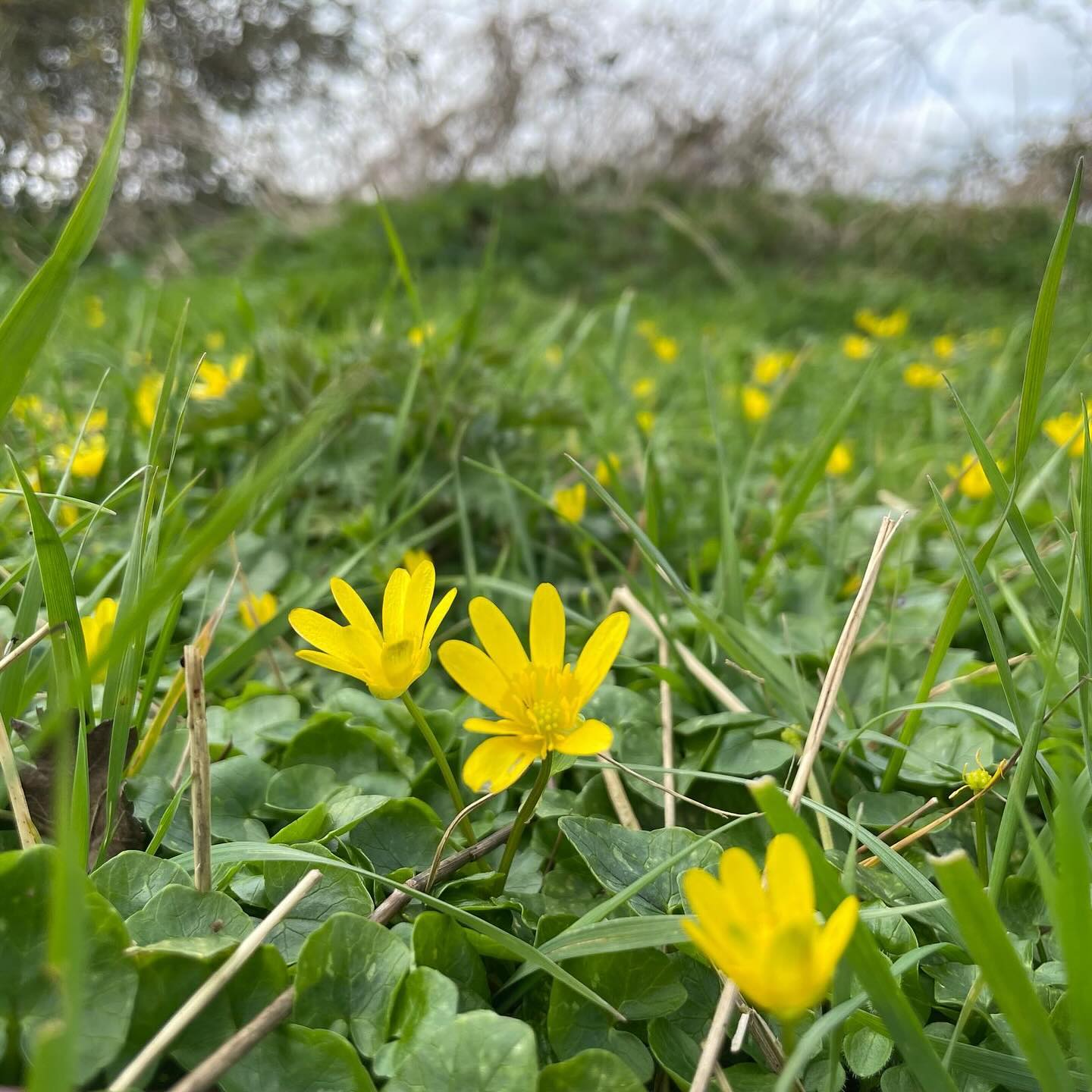 Yellow and green must be the colours of the season. The daffodils are loud flowers, but the lesser celandine are a much more subtle harbinger of spring, and a welcome bit of colour in the otherwise rather grey countryside.
.
.
.
.
.
.
#lessercelandine #daffodils #yellowflowers #spring #signsofspring #flowersmakemehappy #ihavethisthingwithflowers #yellow #green #yellowandgreen #britishcountrysidewalks #suffolkwalks #flowers #onmywalk #flowerlovers