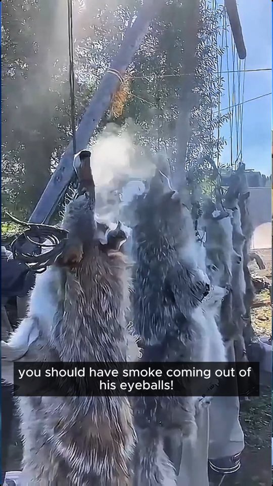 Smoking Fur: Don't Skip the Punk Check! 🔥
Smoking is the final step to making your fur more easily washable, preventing insects from eating the skin, and giving the flesh side a lovely colour. But it all starts with the right fire. If your smoke bucket isn't just right, you risk ruining hours of hard work.
Check your punk wood (rotten wood) often! You want warm, thick, dense smoke. Not heat and flame. Temperatures above 60 degrees C/ 140 F will heat damage (literally cook) a dry skin (wet skins has a lower shrinkage temp than dry skin). Keeping a constant eye on the bucket when smoking using this technique is super important!
Flare ups happen and they happen fast. Top tips:
Make sure your punk is mostly dry, and crumbled to medium sized chunks.... not fist sized lumps, and not powder. Find the happy middle ground.
Wet the bottom edge of your skirt to make the skirt fabric more wind proof, and to keep it from charring on the bucket.
Take the extra time to frequently check the temperature and levels of punk in the bucket. You want there to always be some brown showing, not only all black and burned.
Flare ups happen most frequently when more air is introduced to the coals... so, when you are taking the skirt on and off the bucket, or when the breeze blows air through the skirt fabric.
This type of smoking only takes about 20-30 mins to achieve the chemical change in the collagen. Everything after that is just for colour!
Happy Smoking!
#PrimitiveSkills #FurTanning #SurvivalSkills #TraditionalCraft #Bushcraft