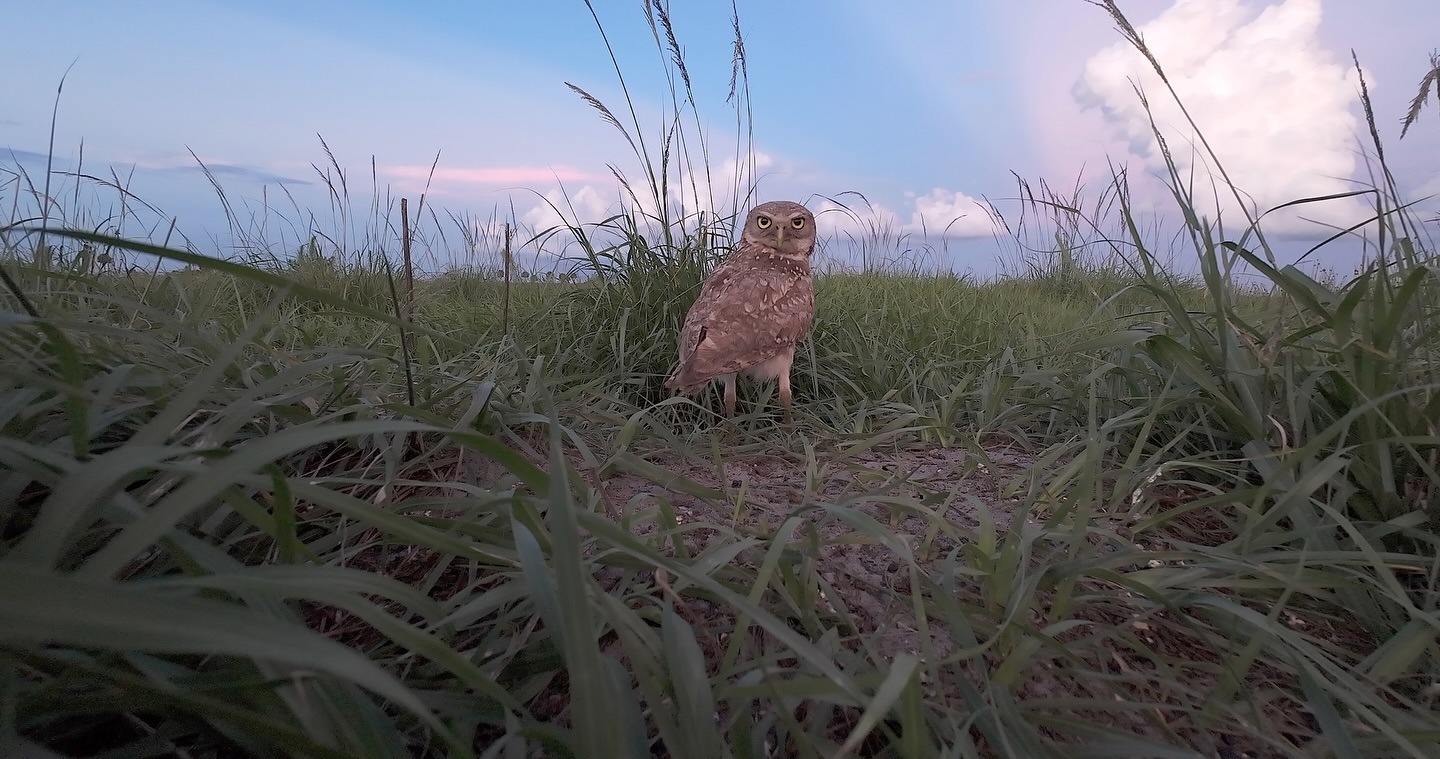 Our new film reveals the surprising lives of a tiny owl living on Florida ranchlands. Watch ‘Three Reasons to Love Ranches: If You are a Florida Burrowing Owl’. (Link in bio) Working in collaboration with @archboldstation and wildlife researcher Dr. Raoul Boughton, we are proud to share this incredible conservation story with you. https://vimeo.com/979419237