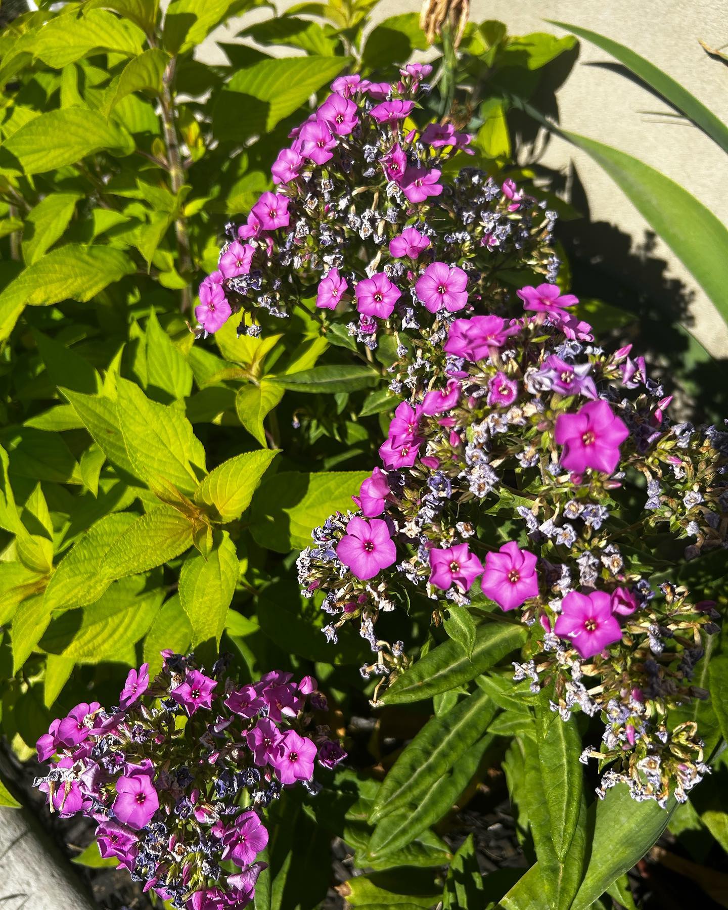 Summer blooms!! #summergardens #summerblooms #plants #flowers #dahlias #sunflower #coleus #rose