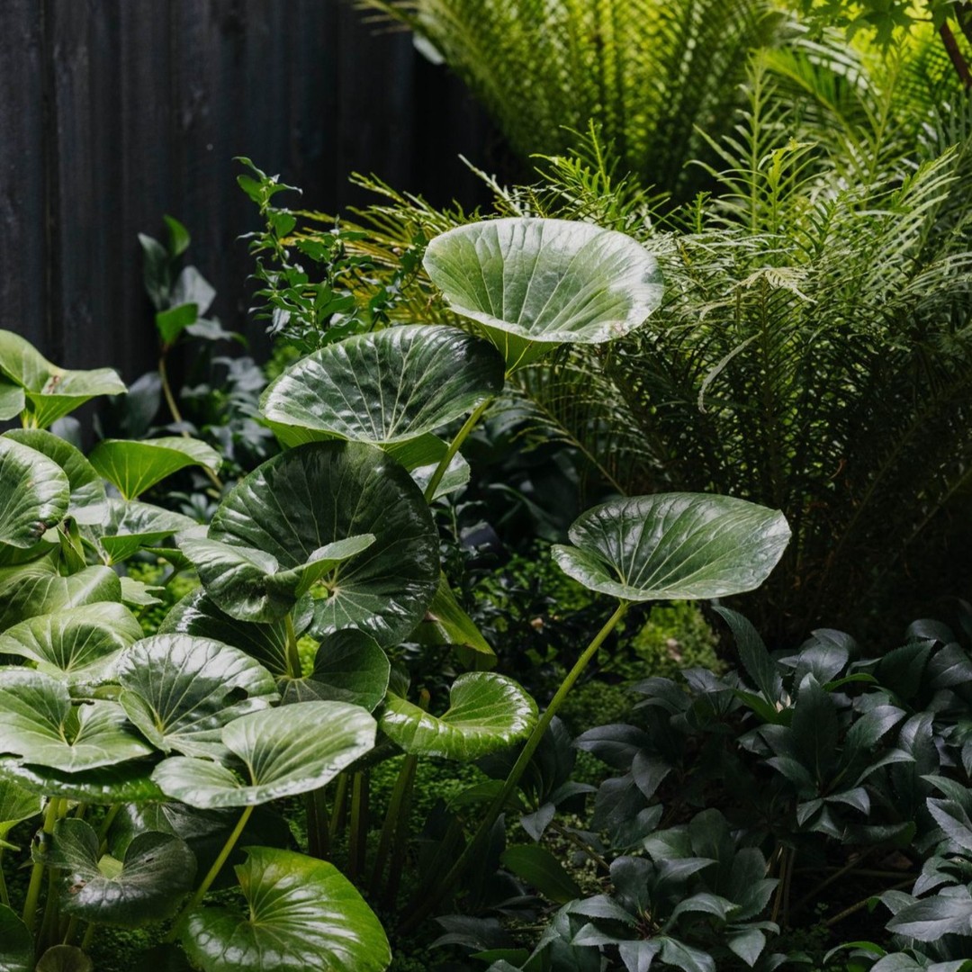 We're exploring the use of dark walls as the backdrop for a garden. Dark colors are often avoided in exterior spaces, but in the right setting, they exude elegance, calm and a bit of mystery............