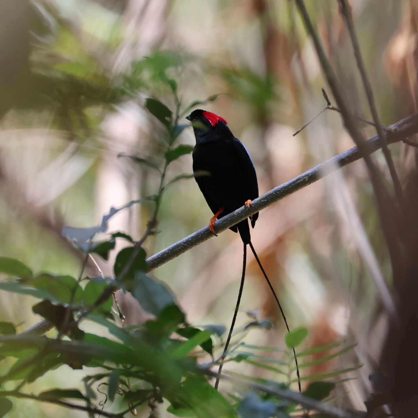 This was such a special picture for me!
I remember the first time I went bird watching and my clients was trying to find a Long-Tailed Manakin!!
I was thinking it was difficult but we heard it abd finally found it, we were excited about it and they took some incredible pictures with their camera and I didnt have one just my cellphone so I thought one day I will have a picture like that!
Finally around 10 years ago, I was able to have a camera that is available to take that kind of pictures but that is no the besg part!
Thr best part is I found it in the same place I found it 10 years ago with mt clients!
#birdwatching #TourGuideLife #lovenature💚 #wildlifephotography